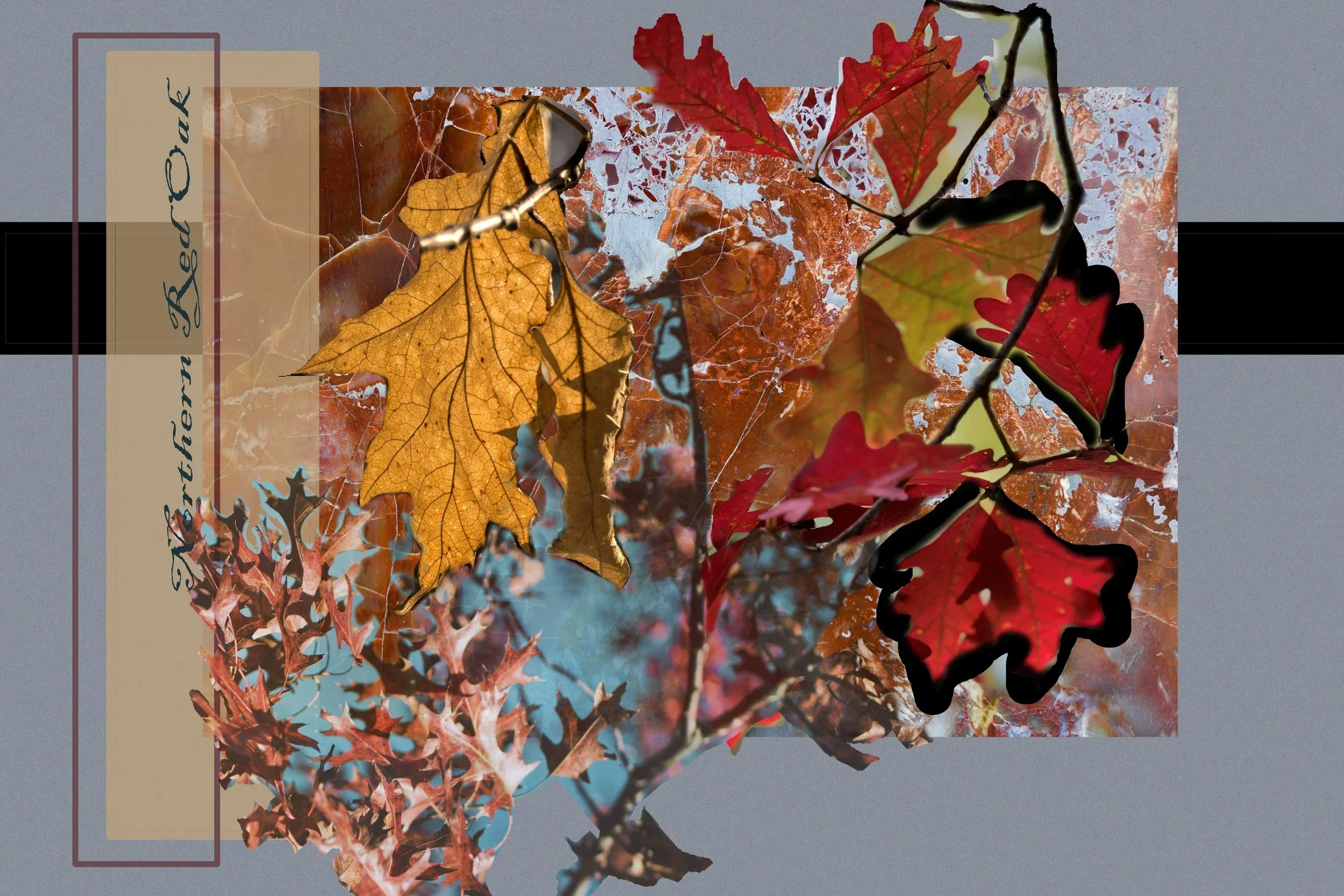 Northern Red Oak: The Language of Trees