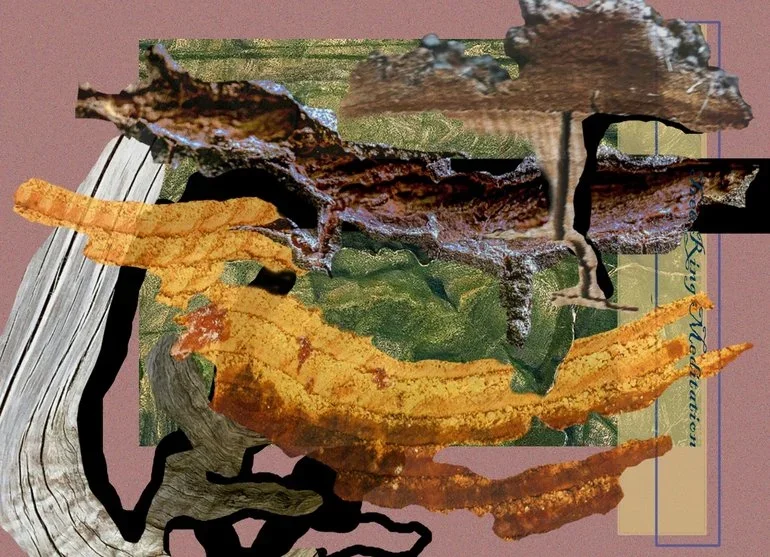 A Tree Ring Meditation