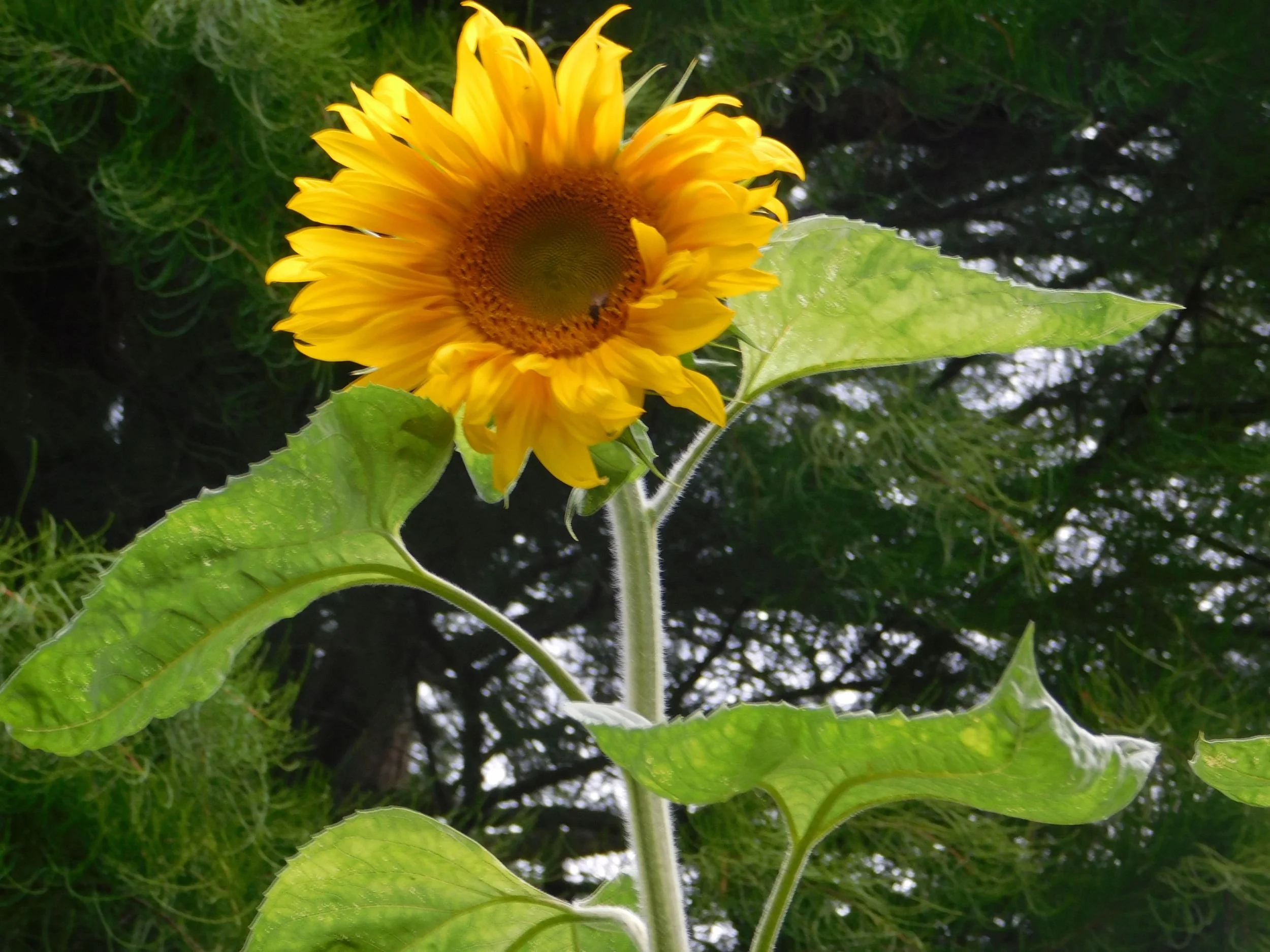 Nailsworth Artisan Market   Nailsworth Gloucestershire