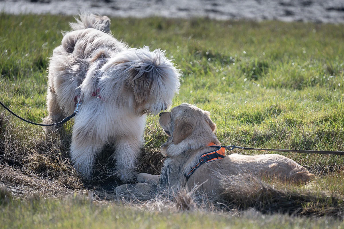 dogs-21.jpg