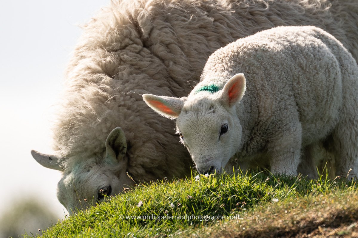 Maman mouton et son petit broutent l'herbe écossaise