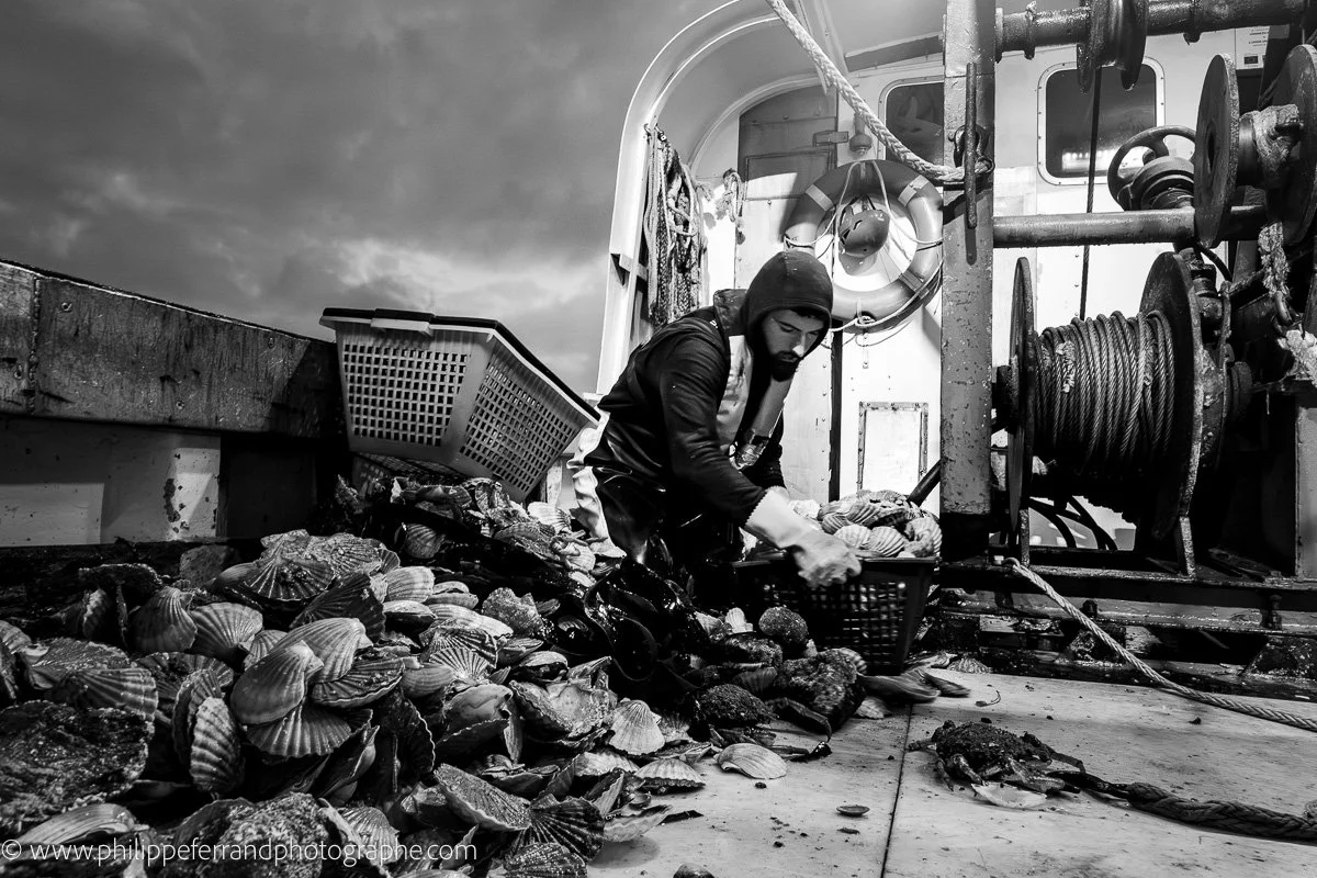 Tri des coquilles Saint Jacques