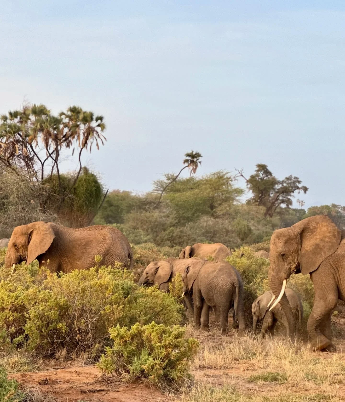 more 🐘 snaps from the bush &mdash; waking up to these enormous, wise creatures and watching them graze from our breakfast table was a surreal dream we will never forget 🤍 @elephantbedroomcamp