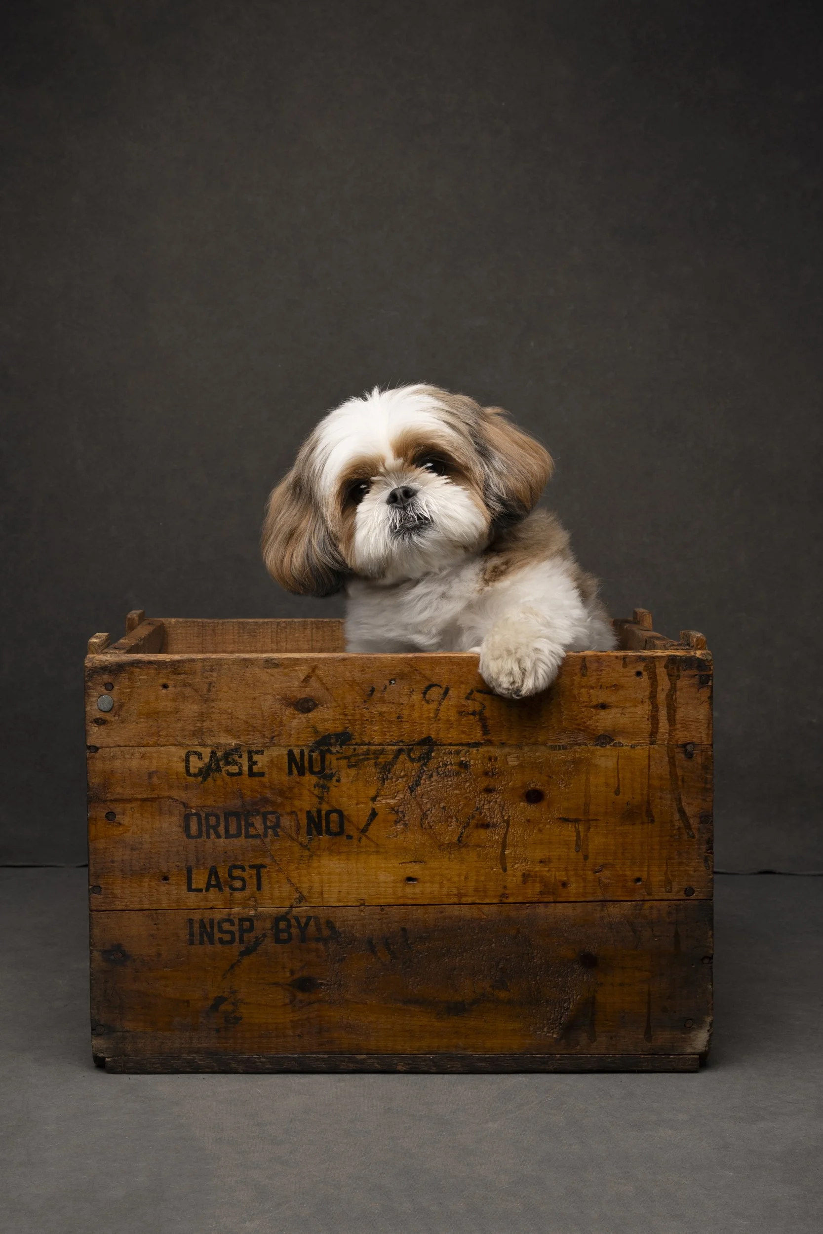 Luxe Paw Portraits
