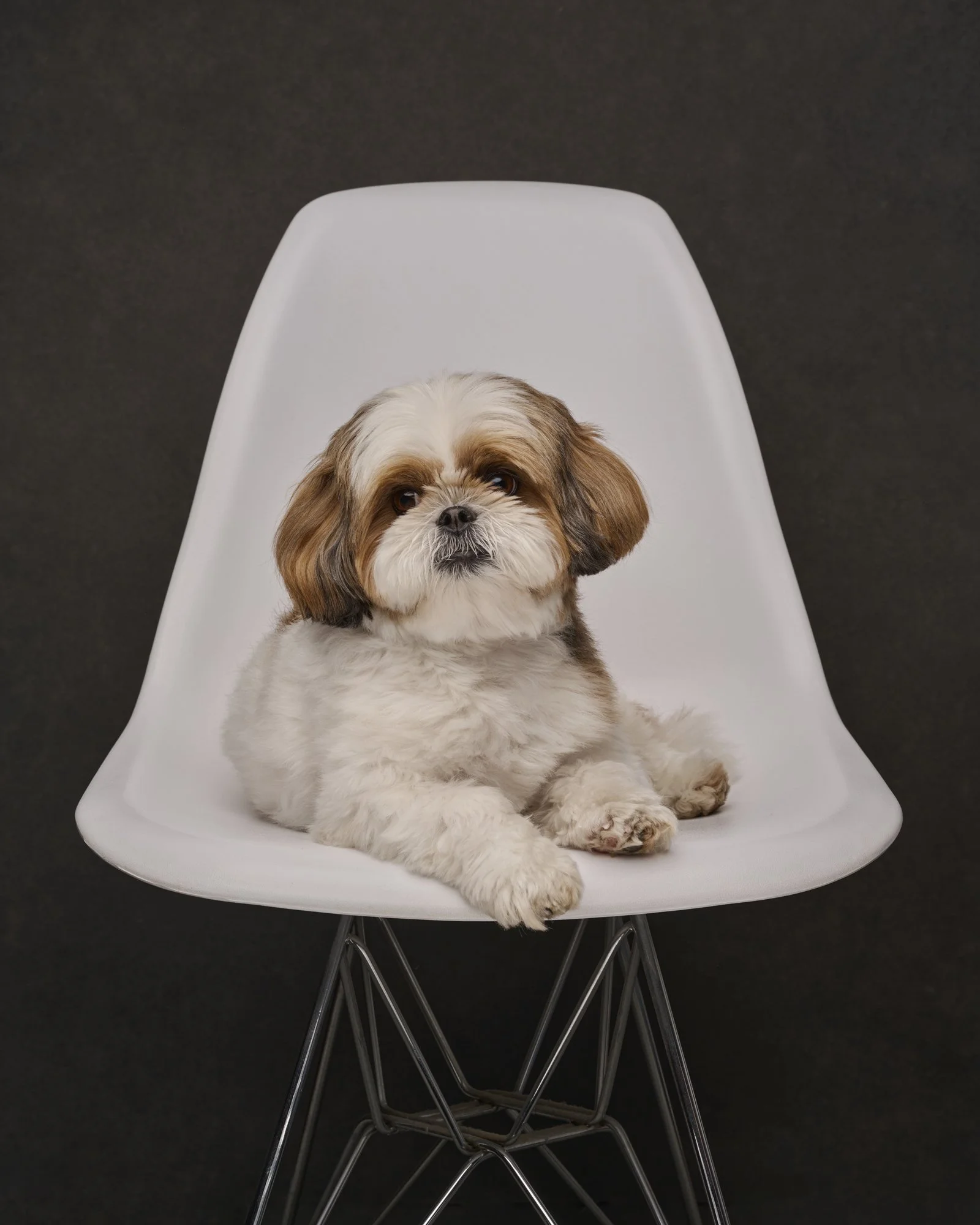 rosa-and-daniel-luxe-paw-portraits-pet-portraits-2.jpg