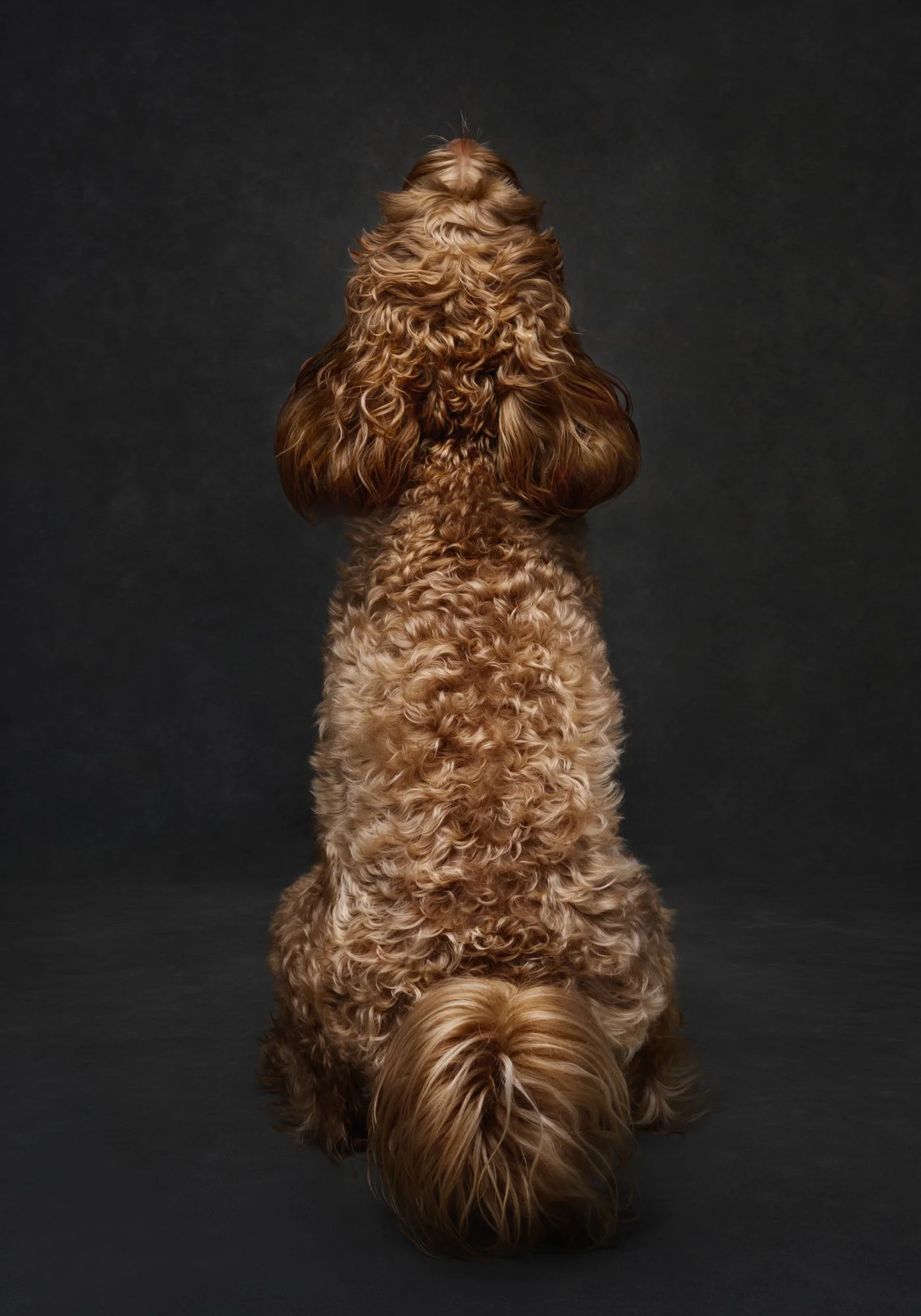 rosa-and-daniel-luxe-paw-portraits-pet-portraits-4.jpg