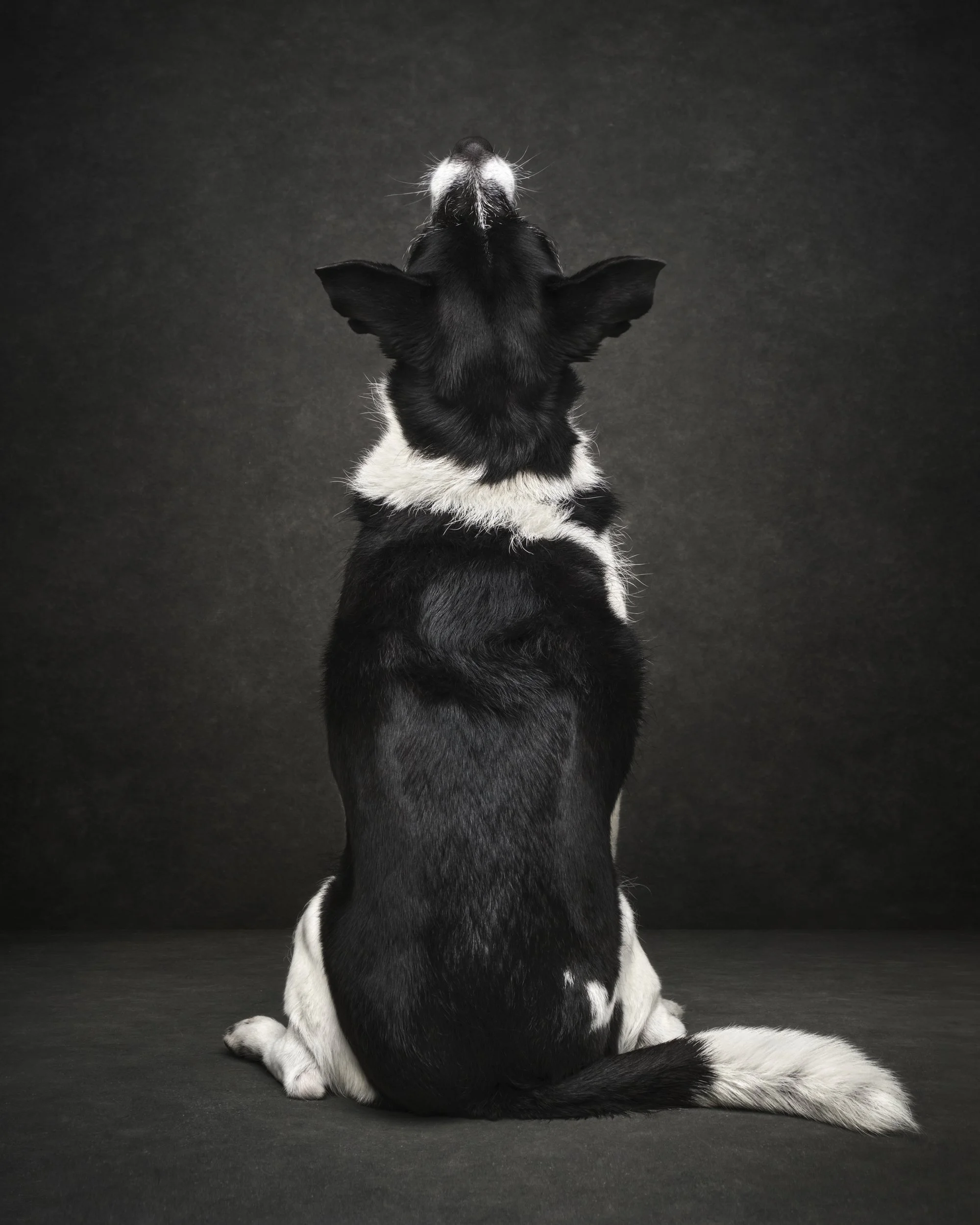 rosa-and-daniel-luxe-paw-portraits-pet-portraits-18.jpg