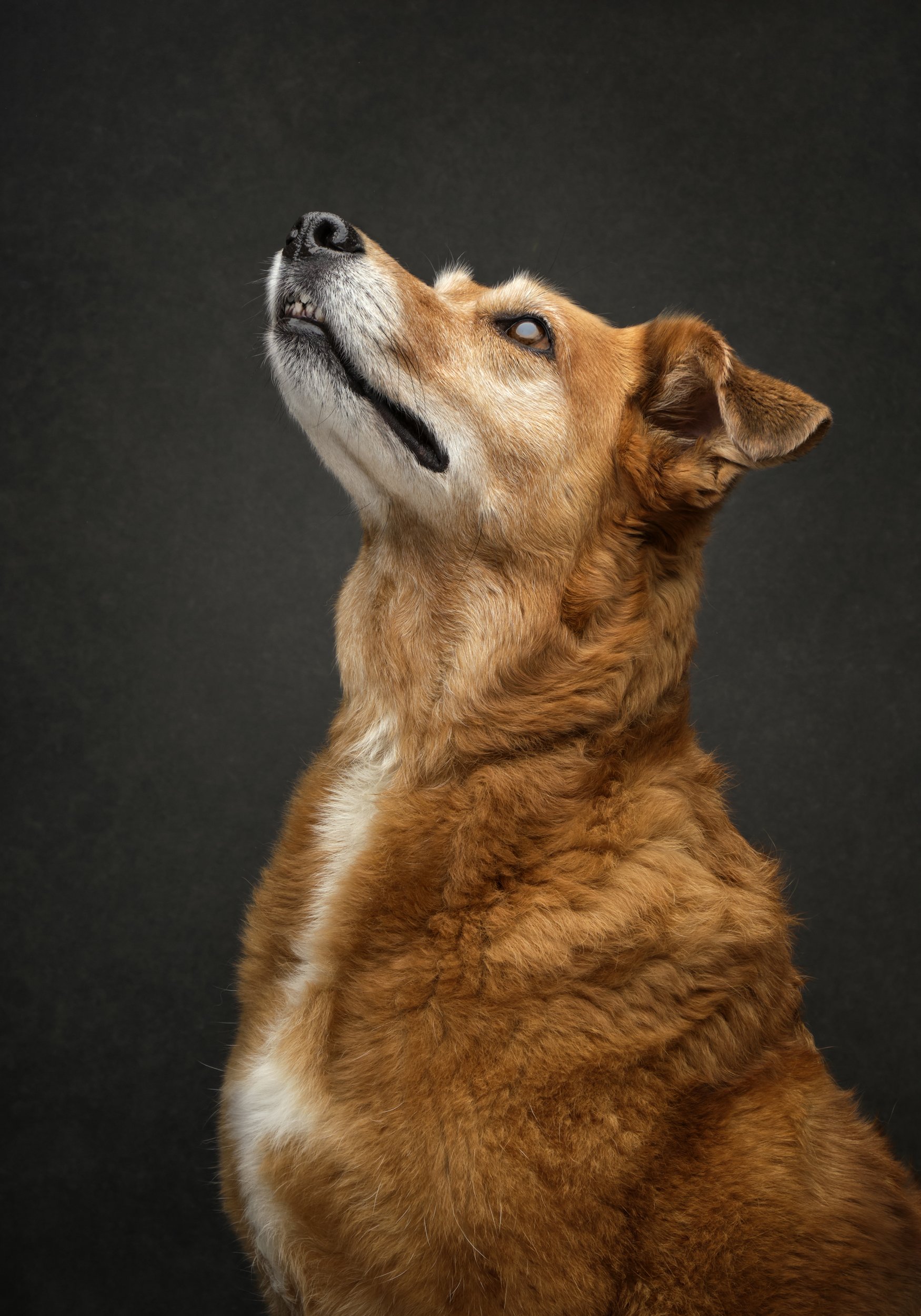 rosa-and-daniel-luxe-paw-portraits-pet-portraits-12.jpg