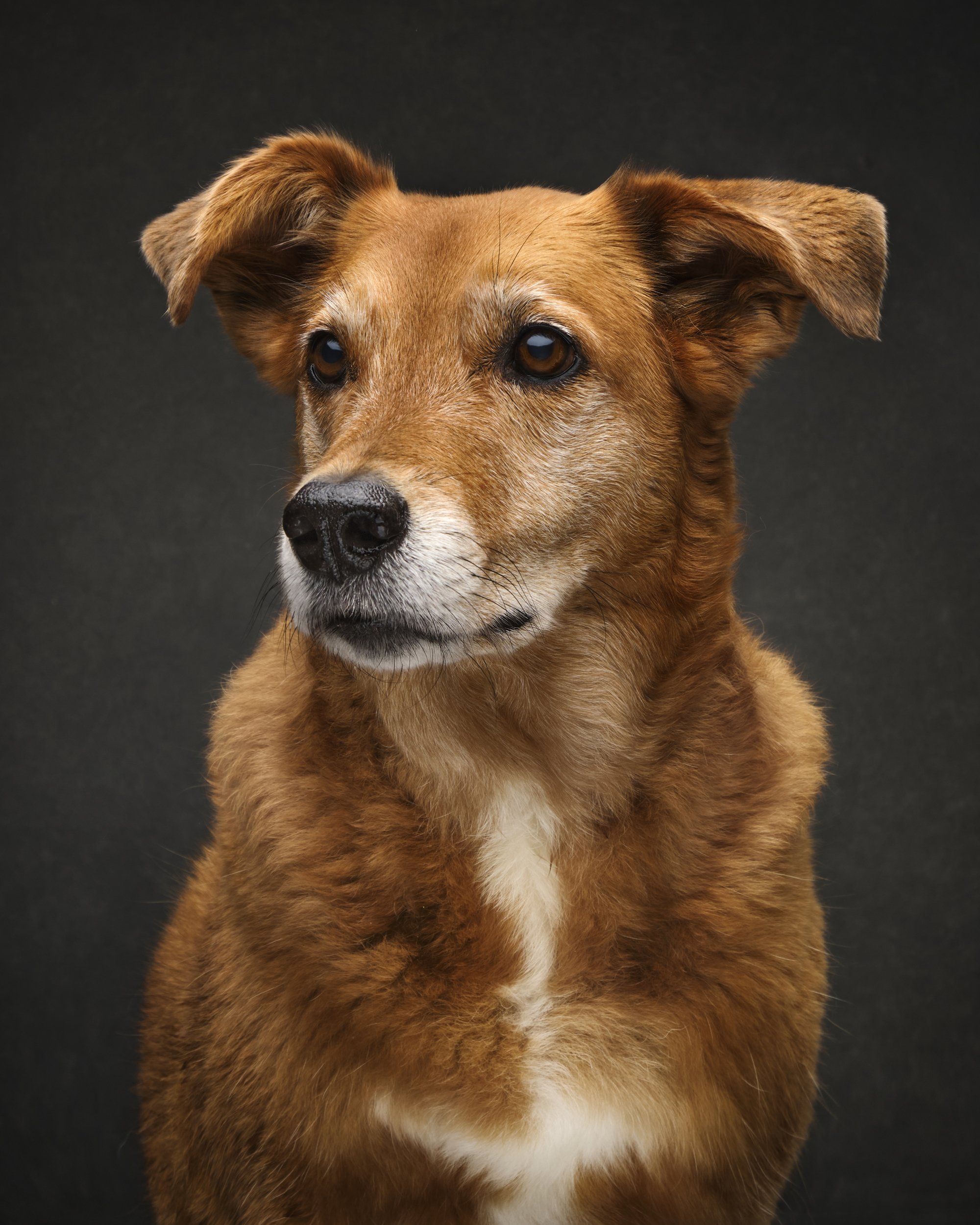 rosa-and-daniel-luxe-paw-portraits-pet-portraits-19.jpg