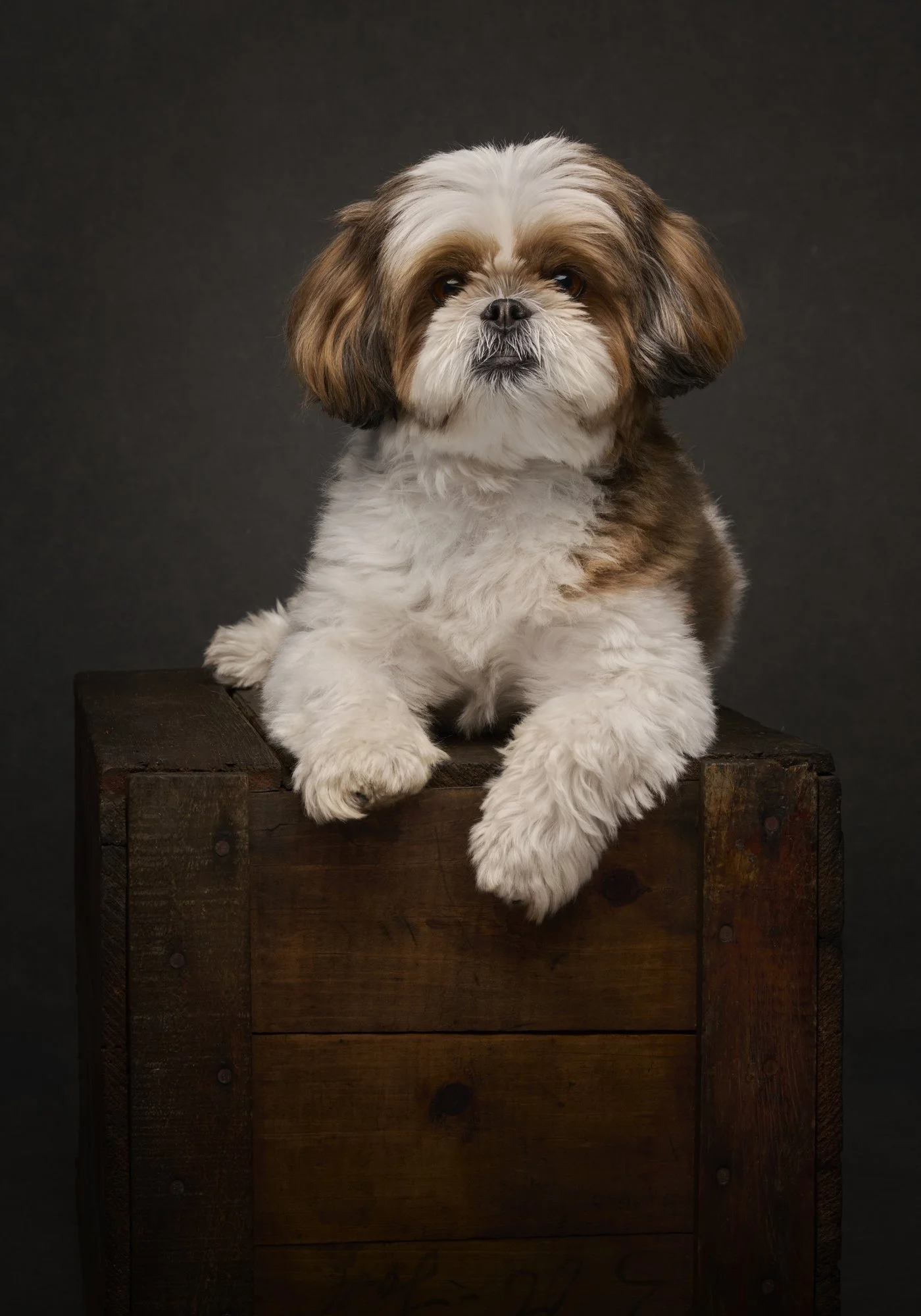 rosa-and-daniel-luxe-paw-portraits-pet-portraits-3.jpg