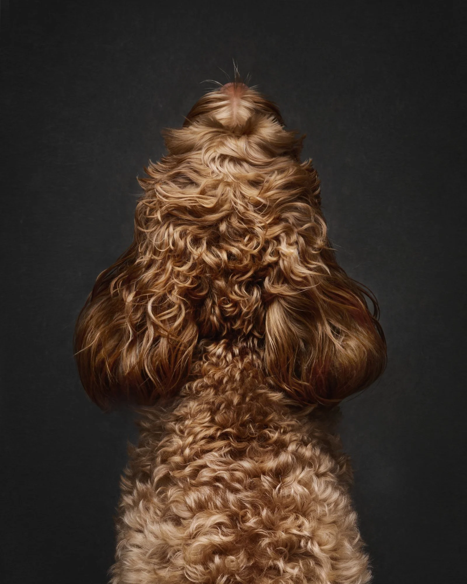 rosa-and-daniel-luxe-paw-portraits-pet-portraits-10.jpg