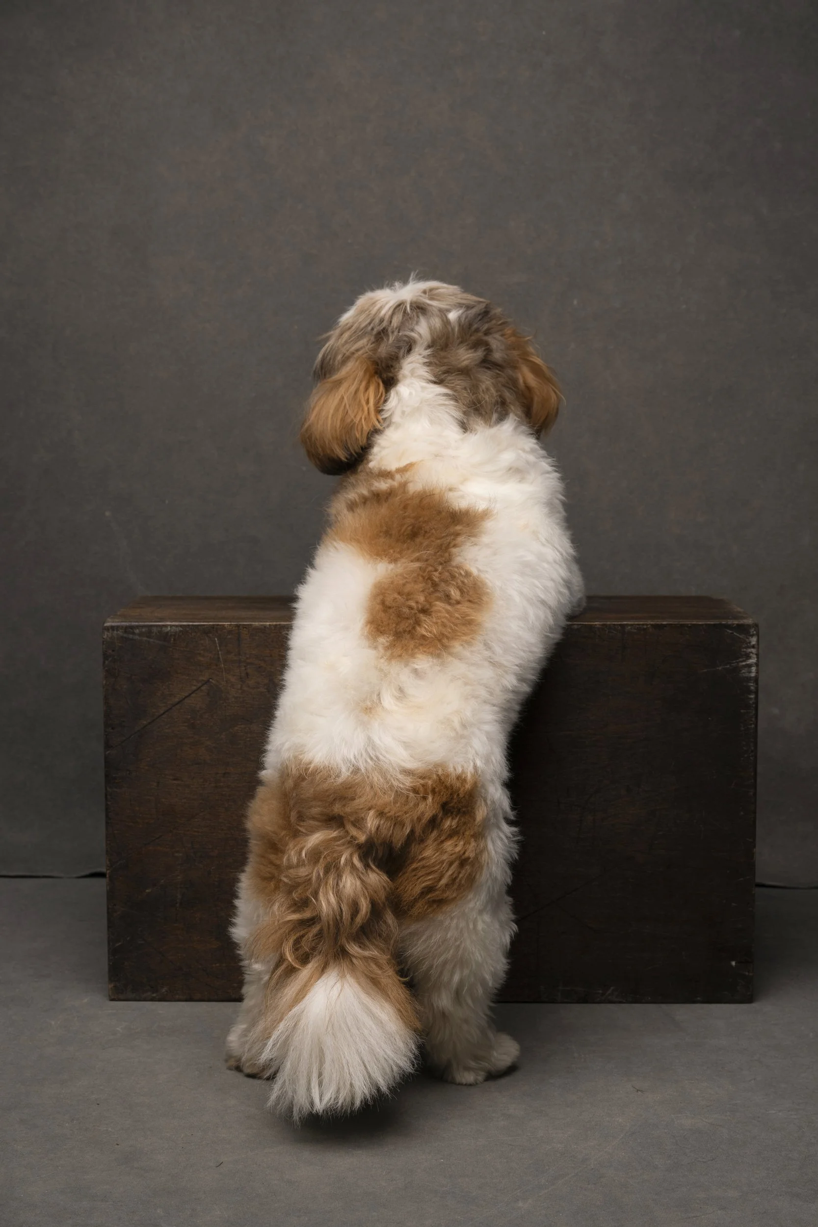 rosa-and-daniel-luxe-paw-portraits-pet-portraits-1.jpg