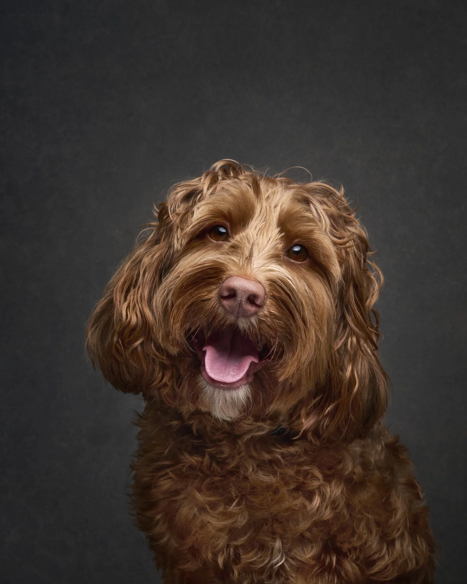 rosa-and-daniel-luxe-paw-portraits-pet-portraits-15.jpg
