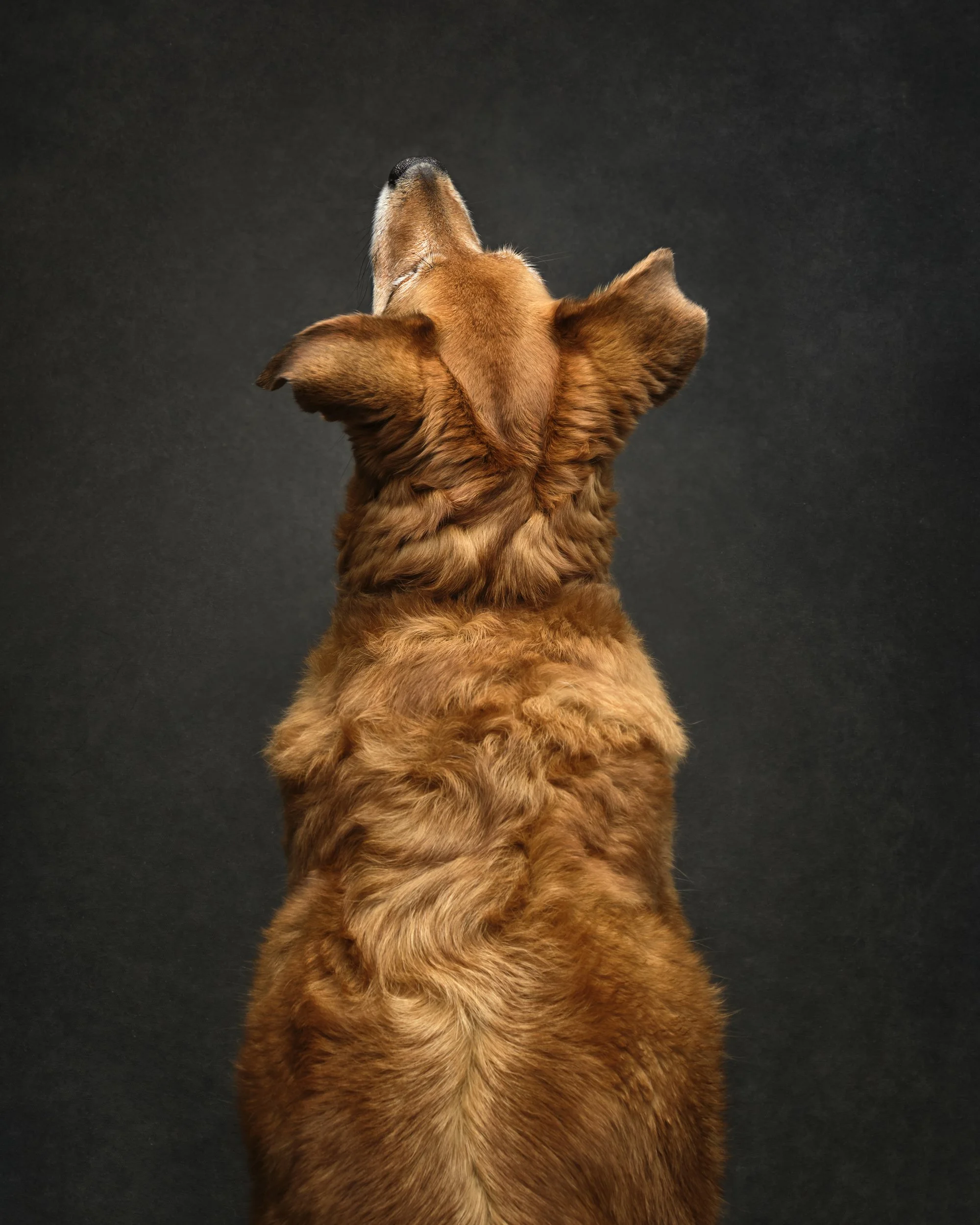 rosa-and-daniel-luxe-paw-portraits-pet-portraits-17.jpg