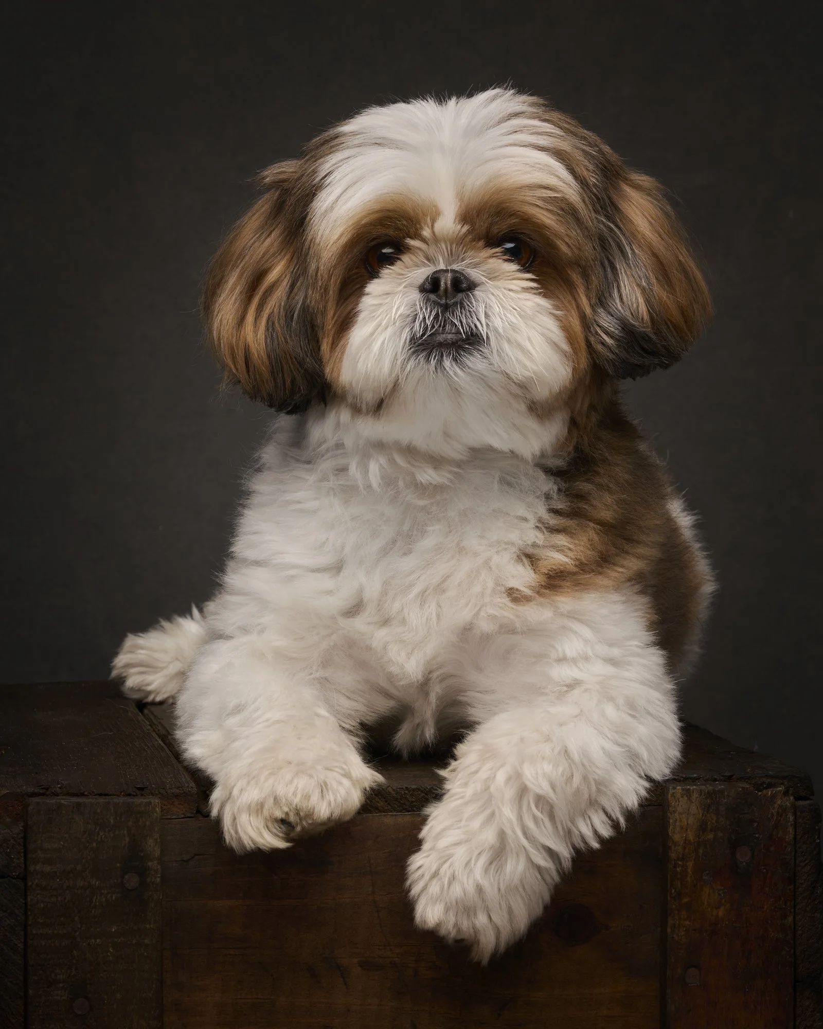 rosa-and-daniel-luxe-paw-portraits-pet-portraits-20.jpg