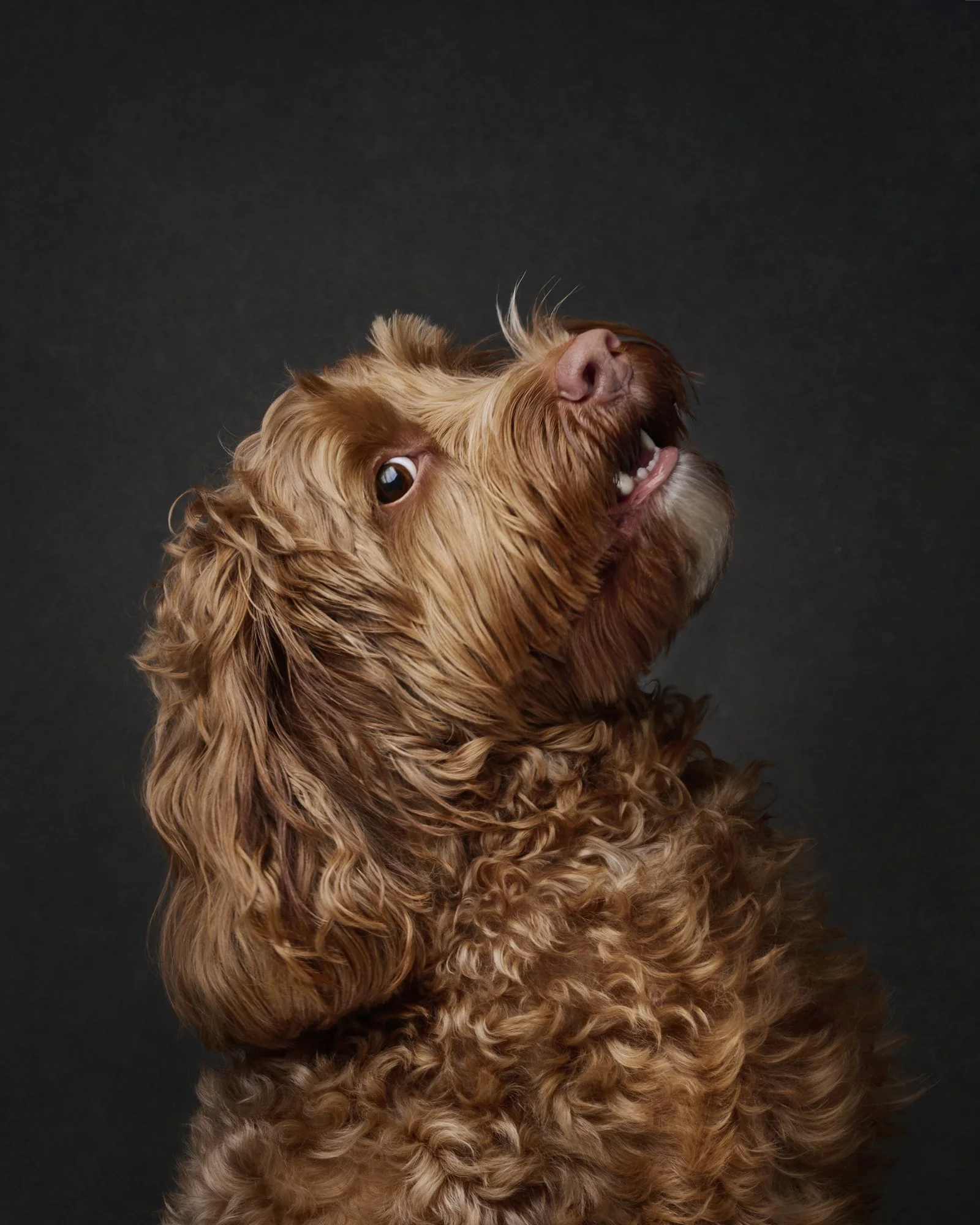 rosa-and-daniel-luxe-paw-portraits-pet-portraits-6.jpg