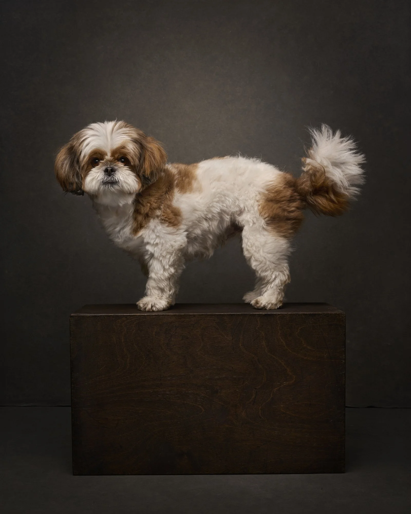 rosa-and-daniel-luxe-paw-portraits-pet-portraits.jpg