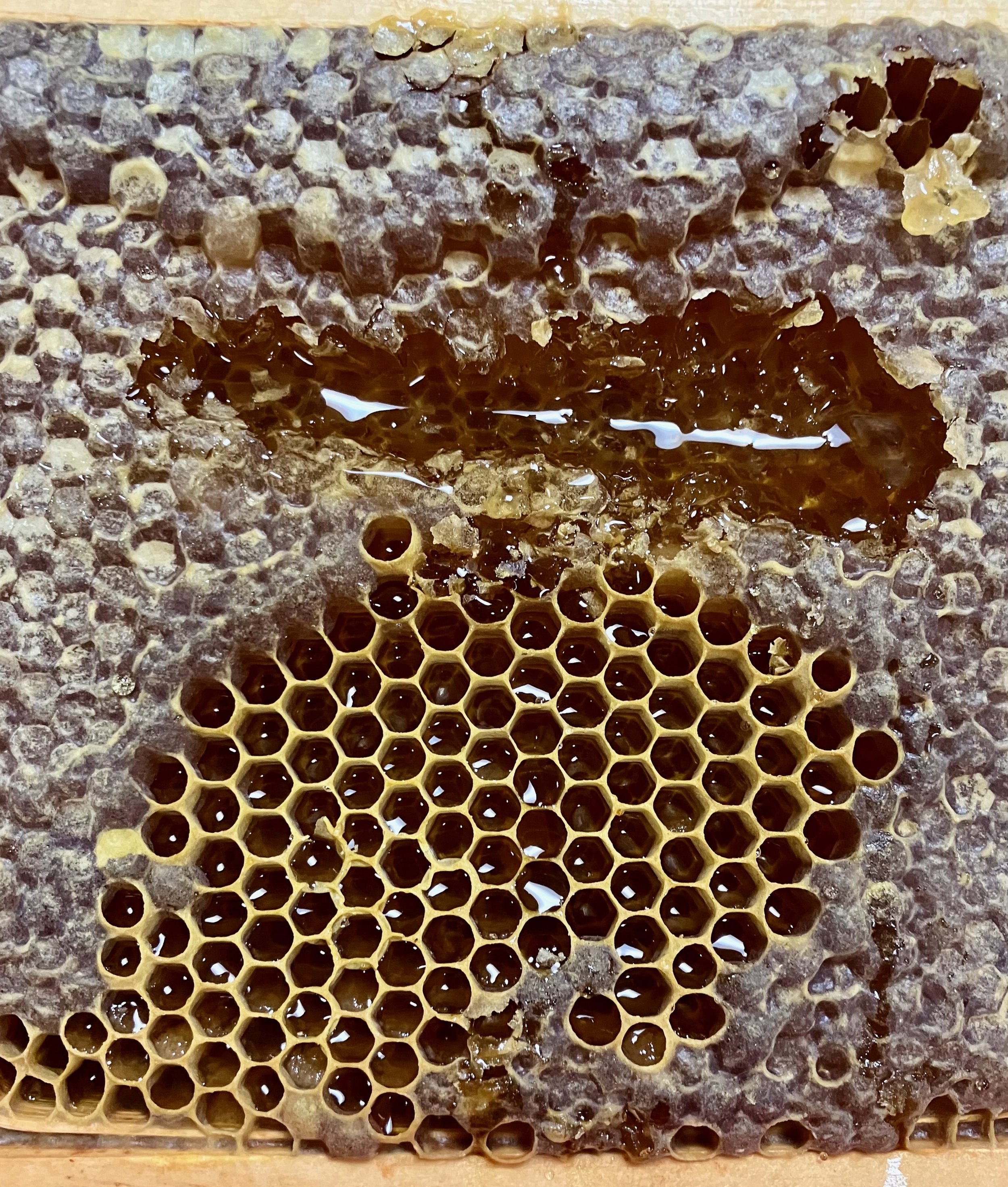 Honeycomb