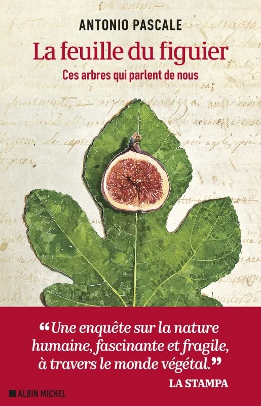 LA FEUILLE DU FIGUIER