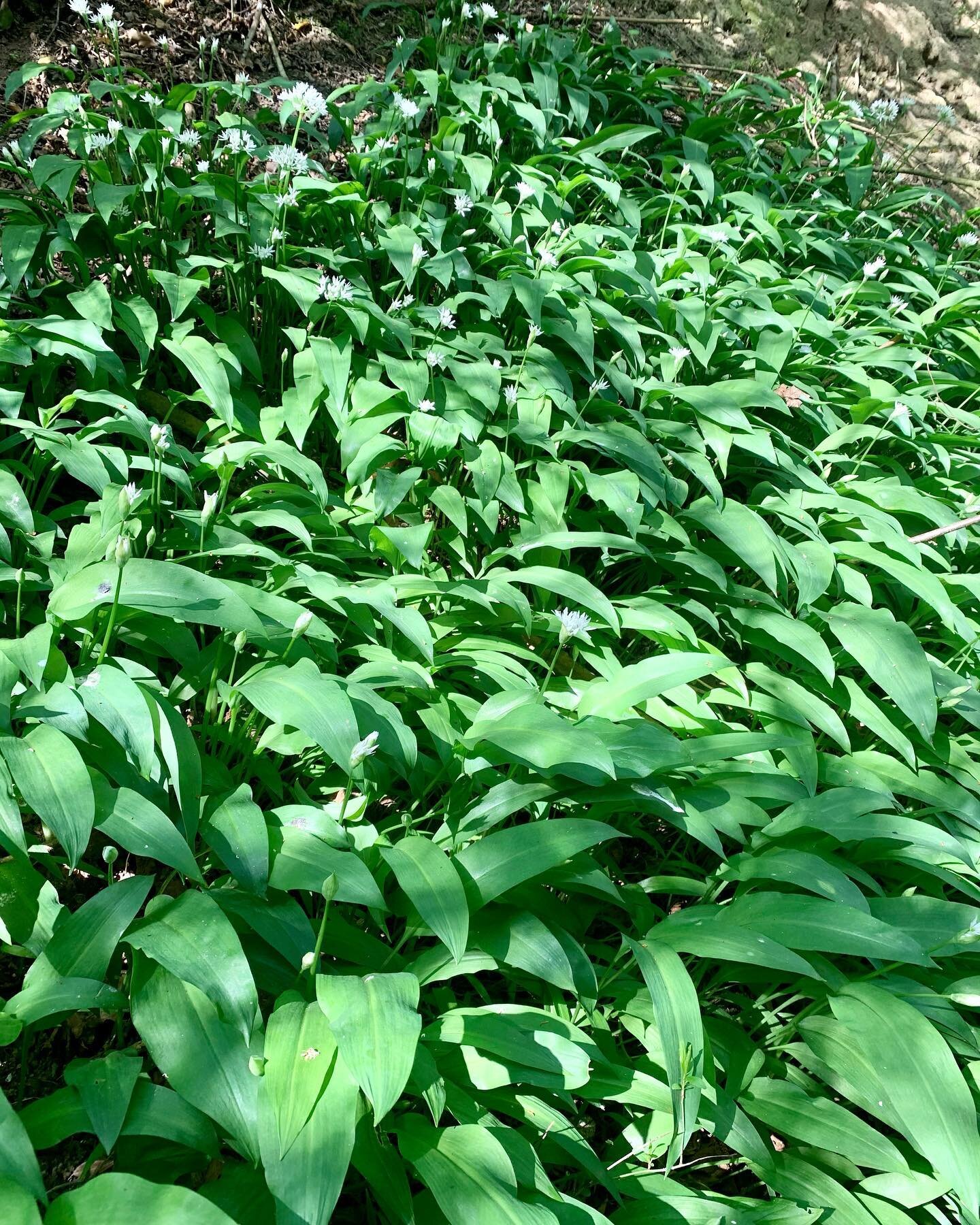 🍃 🧄 Wild Garlic 🧄 🍃 
Finally we are in wild garlic season, it is time to pop those wellies on and head out with scissors in hand. It can be found in damp and shady spots often carpeting woodland floors. 
You can eat both leaf and flower (perfect 