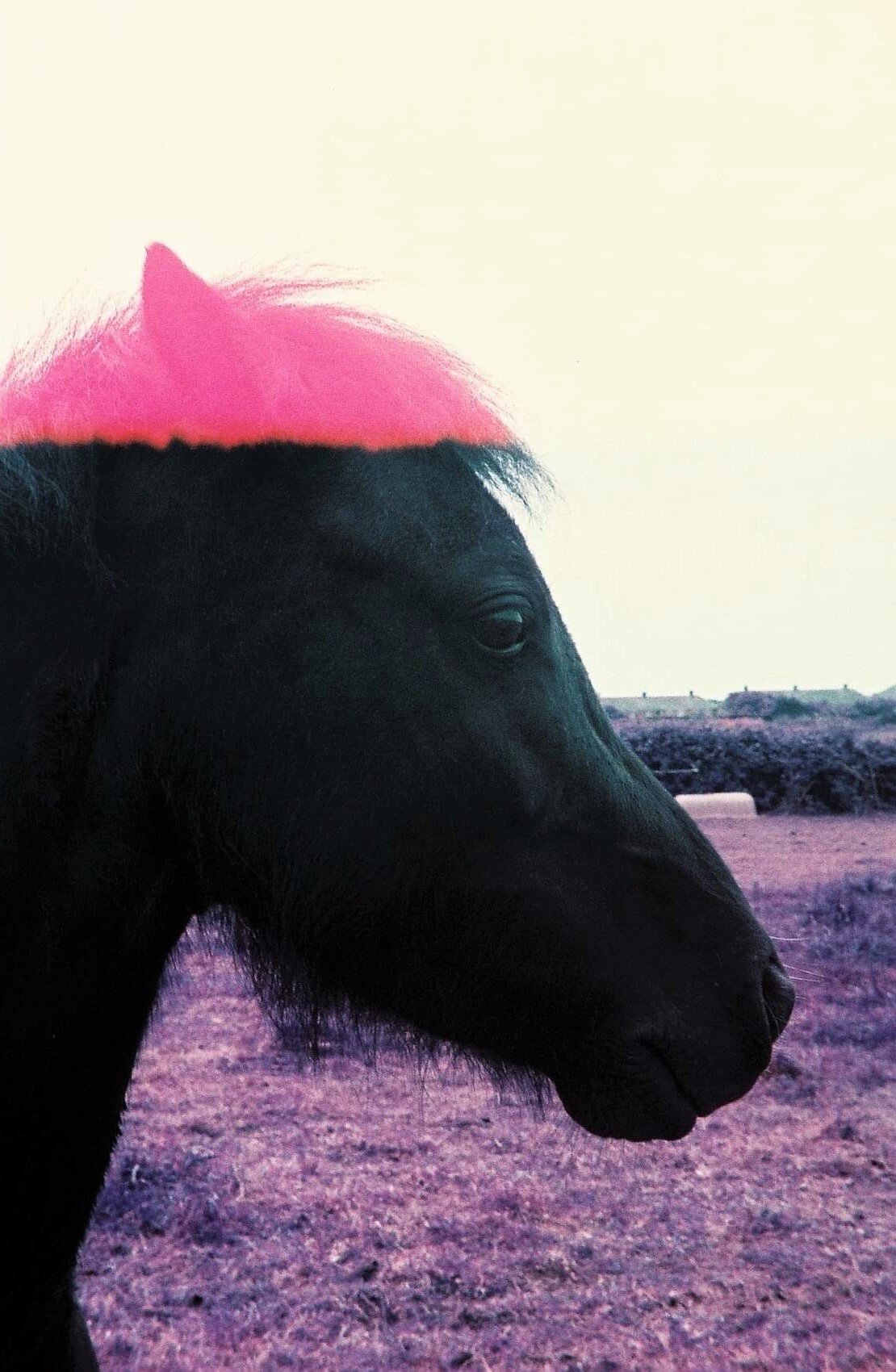 Pink Horse  (3).JPG