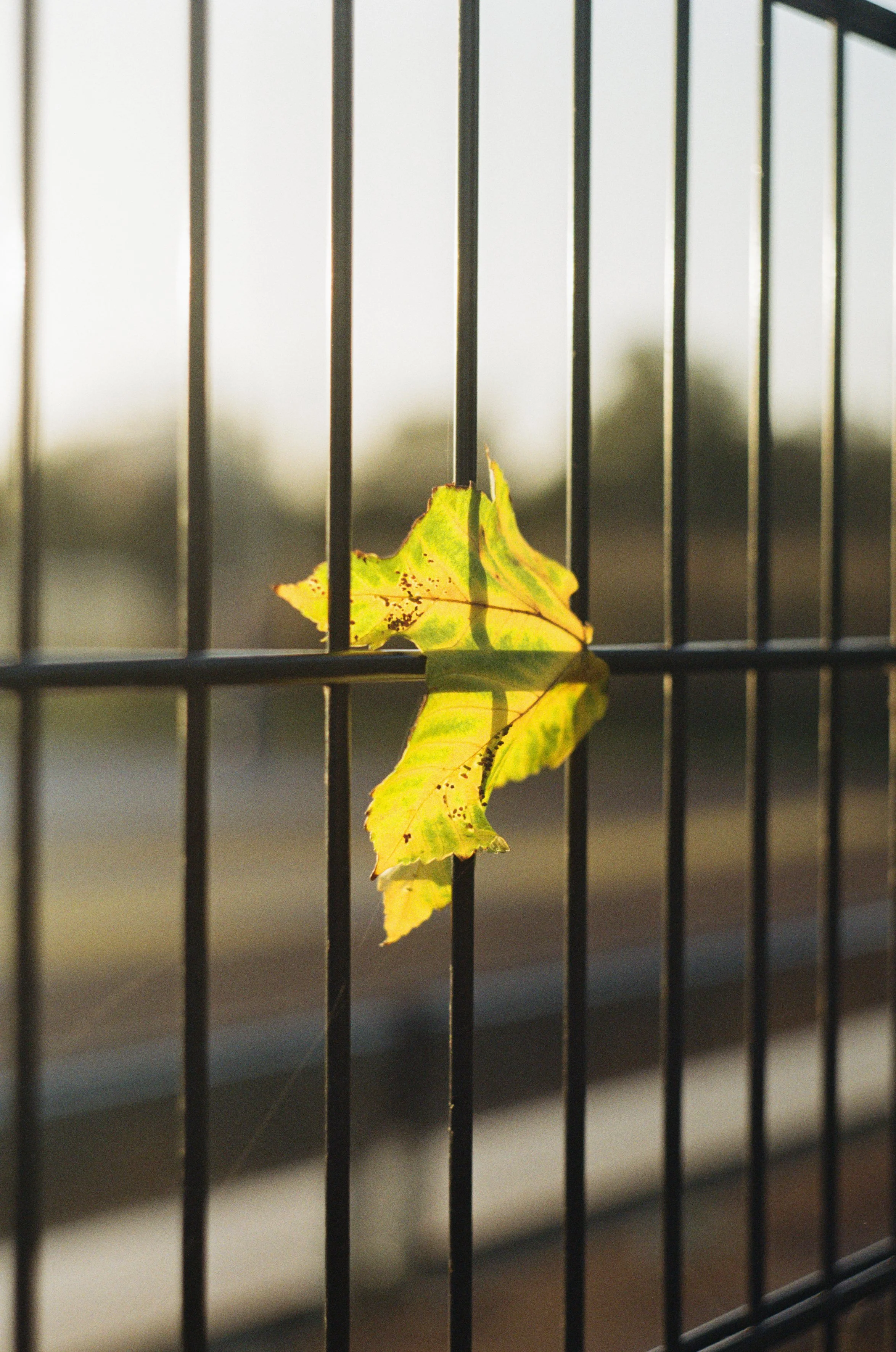 leaf.jpg