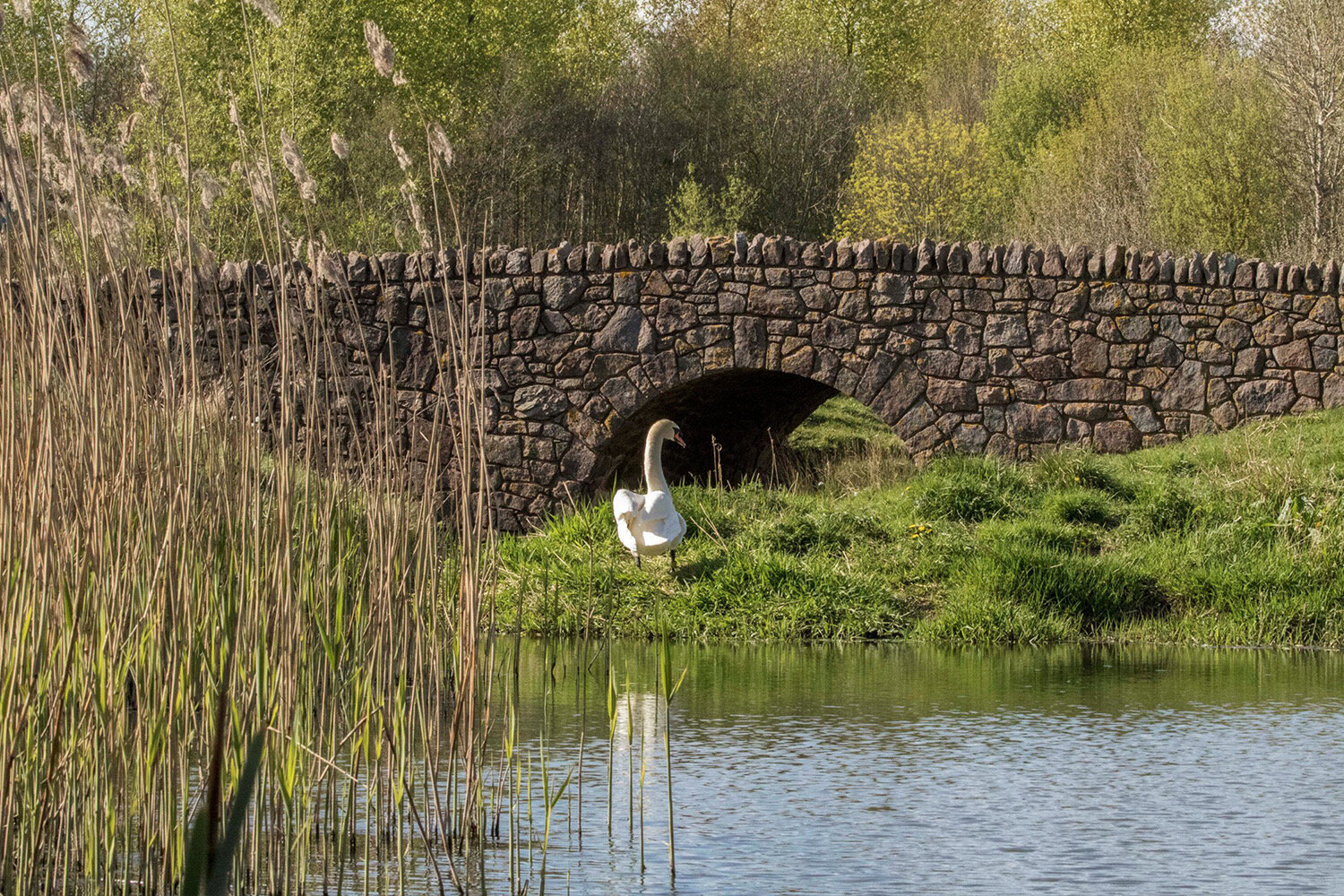 swan.jpeg