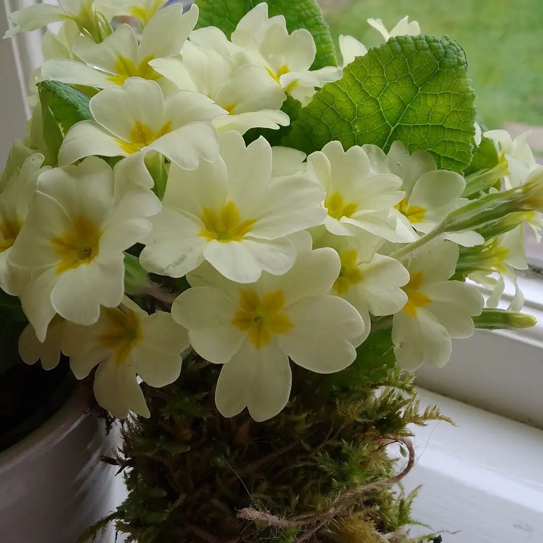 Simple and delicate, a real sign of spring from the Silver Cottage Bed and Breakfast garden, pure happiness! #bedandbreakfastbraunton #springindevon