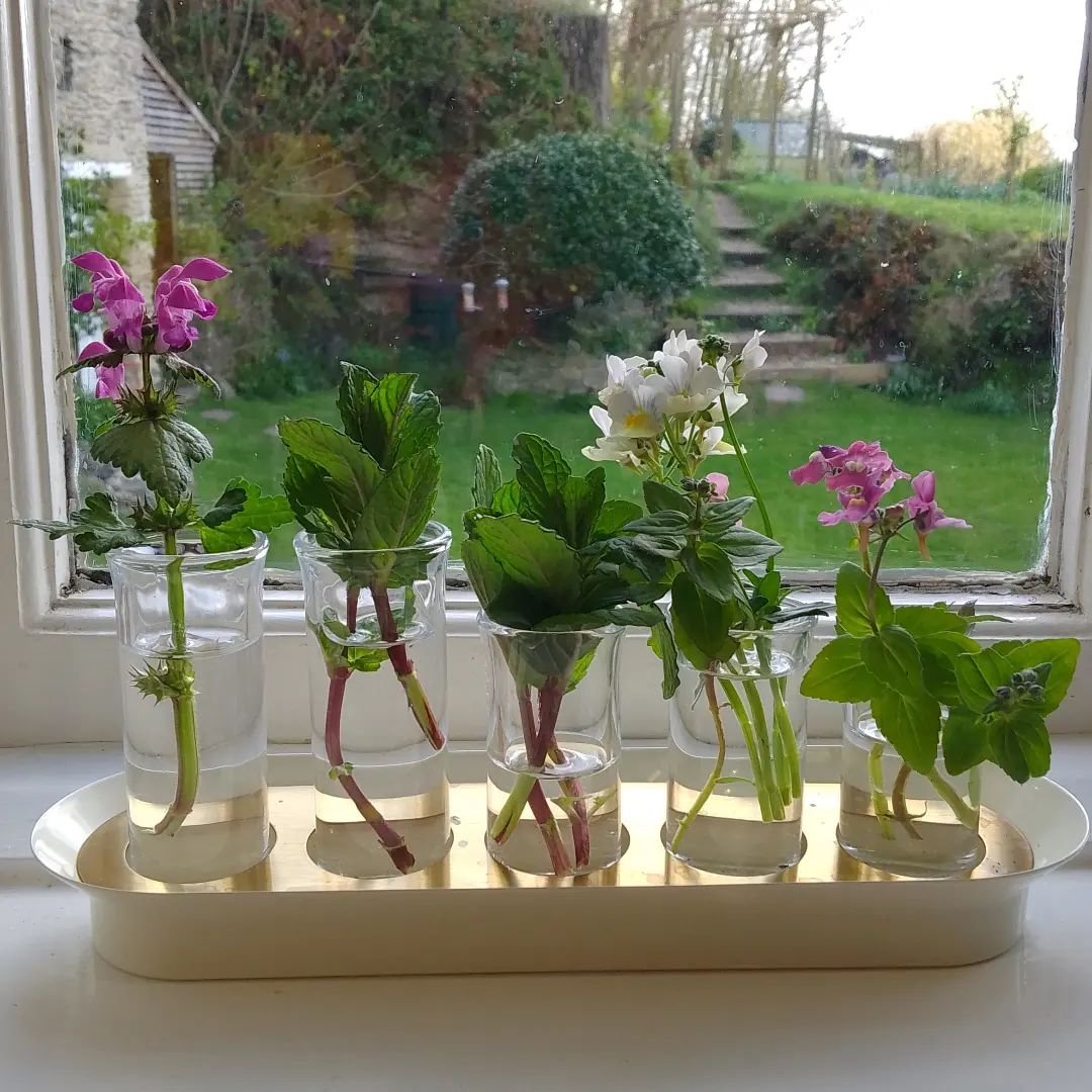 My new favourite addition to the Silver Cottage Bed and Breakfast kitchen window sill...both pretty and useful! So glad to find a more beautiful way to propagate cuttings than old jam jars, love the combination of colours! #silvercottagebraunton #pro