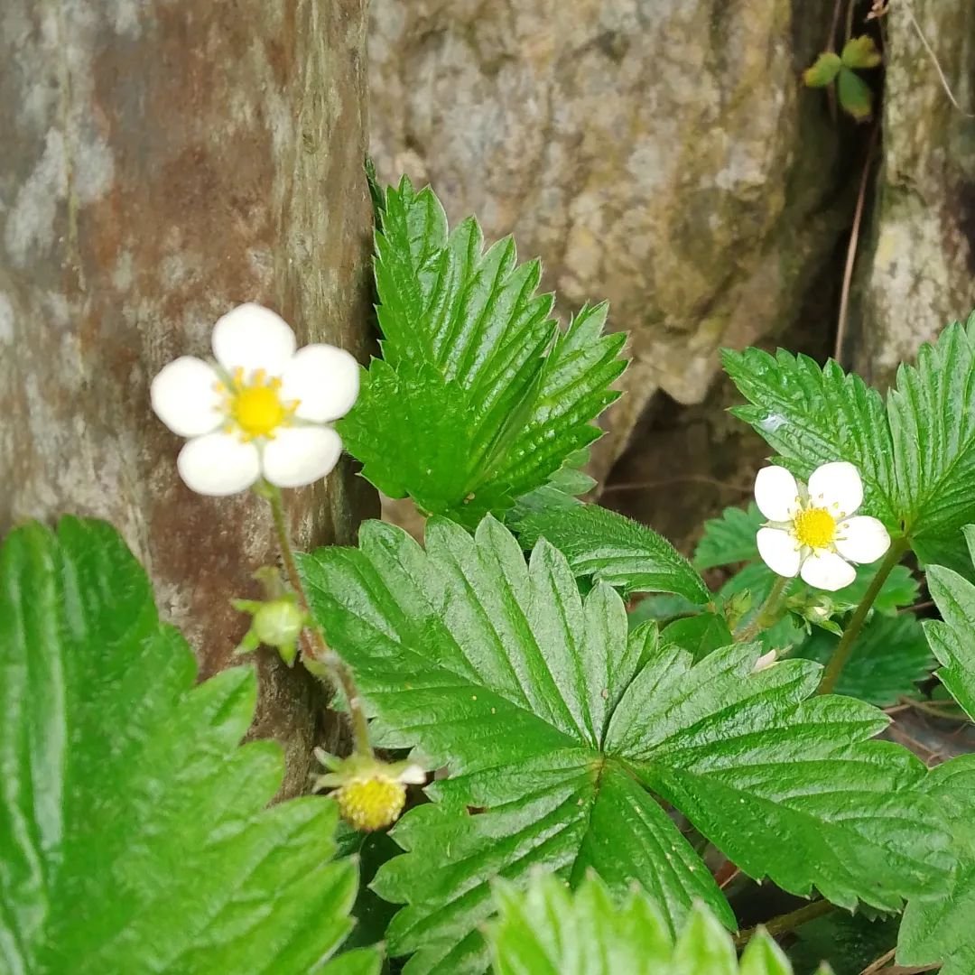 Wild strawberry plants thriving in Silver Cottage Bed and Breakfast garden, I've been pottering in the greenhouse planting seeds and potting on young plants in order to keep out of the wind, it's lovely and cosy in there! #silvercottagebraunton #gard