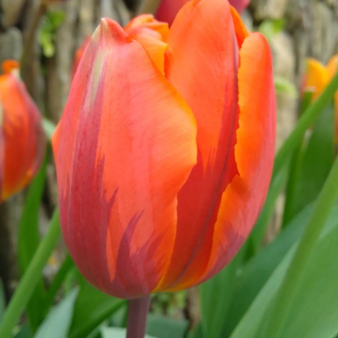 This tulip just makes me so happy! Every year my treat is ordering the Venetian collection from Sarah Raven in September, and the resulting display at this time of year in the Silver Cottage Bed and Breakfast garden is worth the wait! #silvercottageb