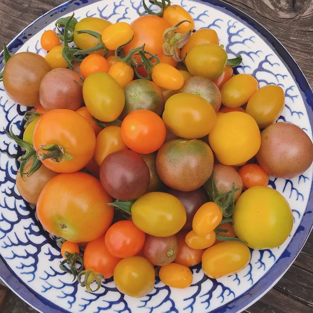 More produce from the Silver Cottage Bed and Breakfast garden, our first tomatoes of this season, three or four different varieties, can't wait to have them in a salad with vinaigrette made with our own honey; yum! #silvercottagebraunton #homegrown #