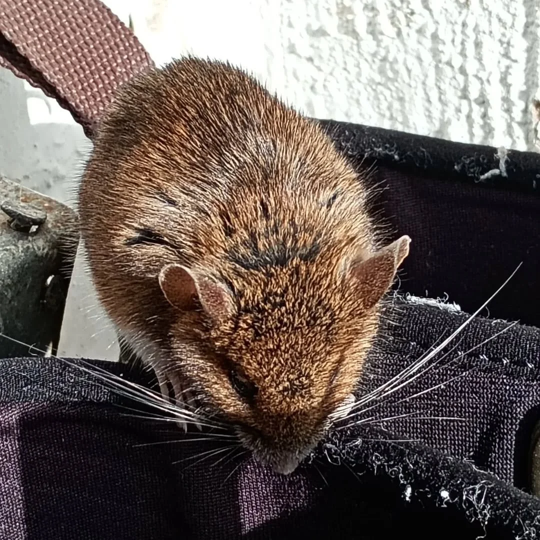 A tiny wood mouse warming up in the spring sunshine on my gardening Welly on our step here in Silver Cottage garden.....life in the country is always full of surprises! #silvercottagebraunton #woodmouse #countrylife❤️