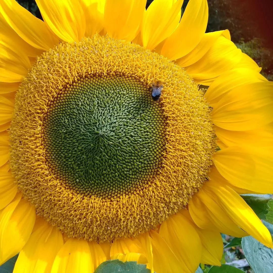 One of the fantastic sunflowers I have grown....the conditions have been wonderful for them here in the Silver Cottage Bed and Breakfast garden for them this year, and our bees love them!