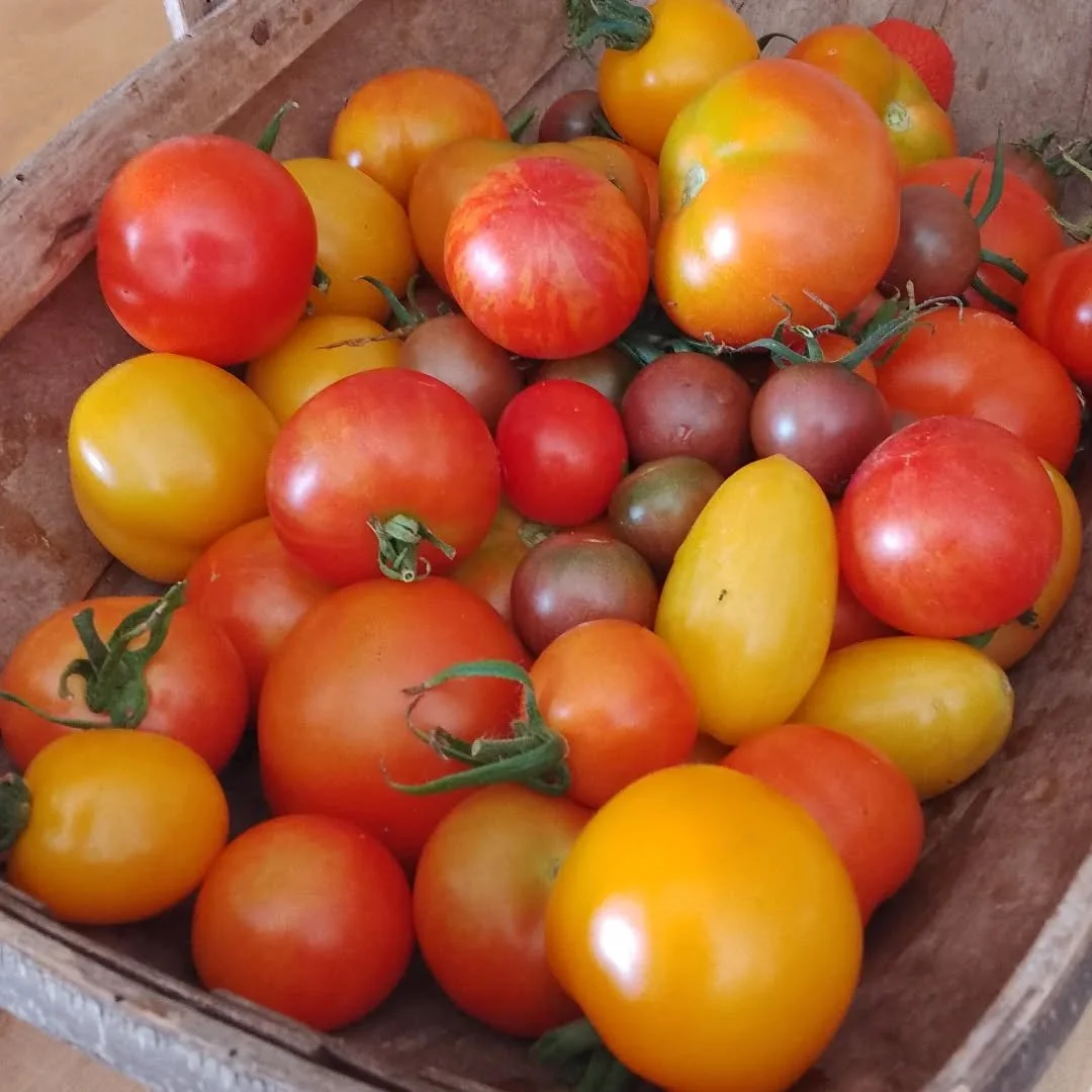 Amazing haul of tomatoes from the polytunnel this afternoon; having the doors open at each end to let pollinators in is a horticultural game changer! #bedandbreakfastbraunton #allotmentlife #tomatoes #visitdevon