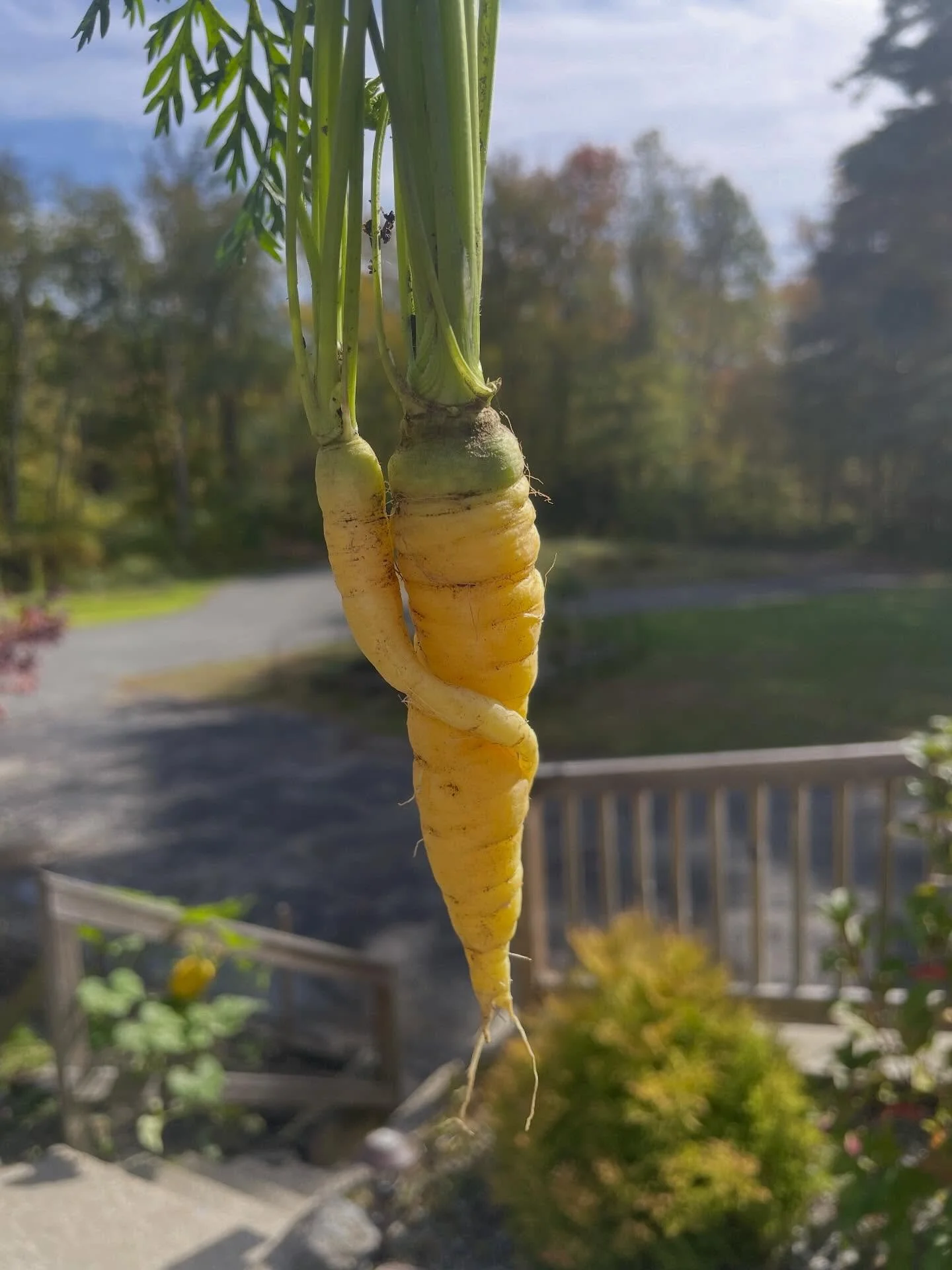 Your well-being is intertwined with mine. 🥕 No one is free until we are all free. 

I found these lovers in my garden today. Nature always inspiring.