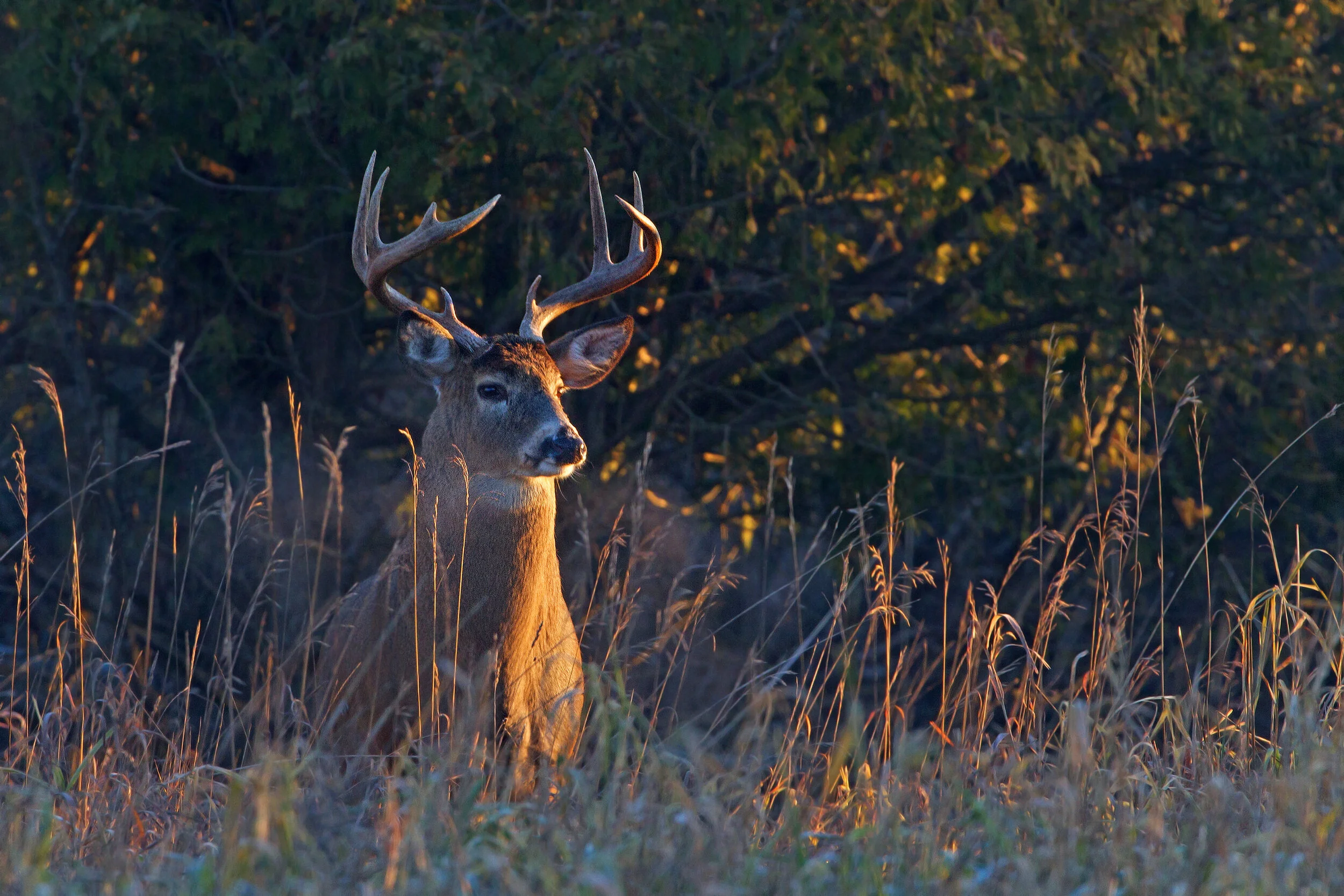 Buck.jpeg