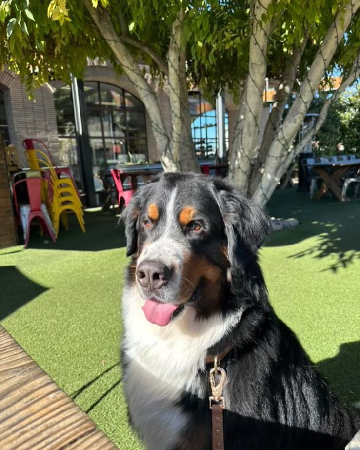The secret to a perfect day: cold beer, good food, and your dog by your side on our pup-friendly patio. 🍻🐶 Join us for locally crafted beer, tasty bites, and all the tail wags&mdash;because good times are better with furry friends! 🐾✨