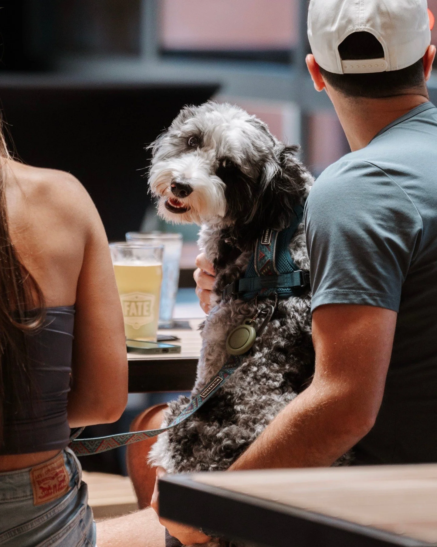 Did you know our Phoenix location has a huge indoor patio — and it’s dog friendly? 🐾🍻
Bring your pup, grab a brew, and hang with us inside where the vibes are always chill.
Sun - Thurs ➡️ 11:00am - 10:00pm
Fri - Sat ➡️ 11:00am - 11:00