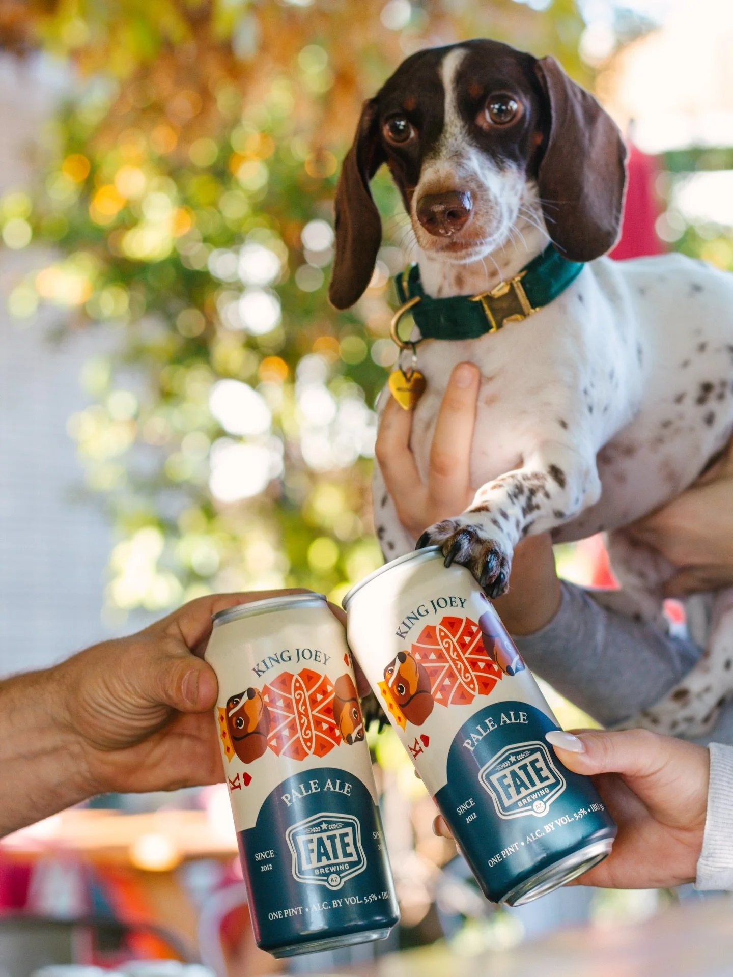Two new cans. Two bold personalities.

👑 King Joey Pale Ale &mdash; crisp, citrusy, and named after the handsomest boy

🌴 Island Noir Export Stout &mdash; rich, smooth, and proof that dark beer belongs in Arizona

Two very different vibes. One very