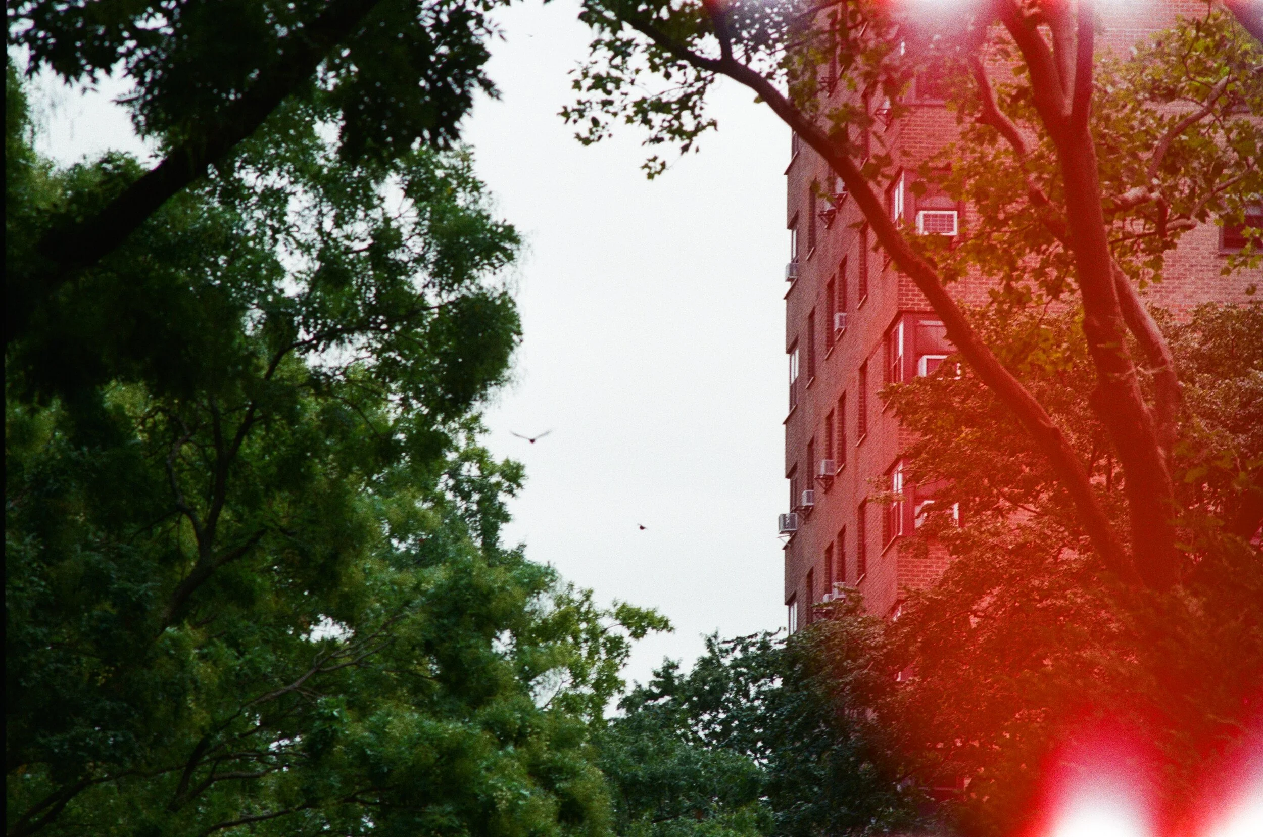 Love Birds. Harlem, New York