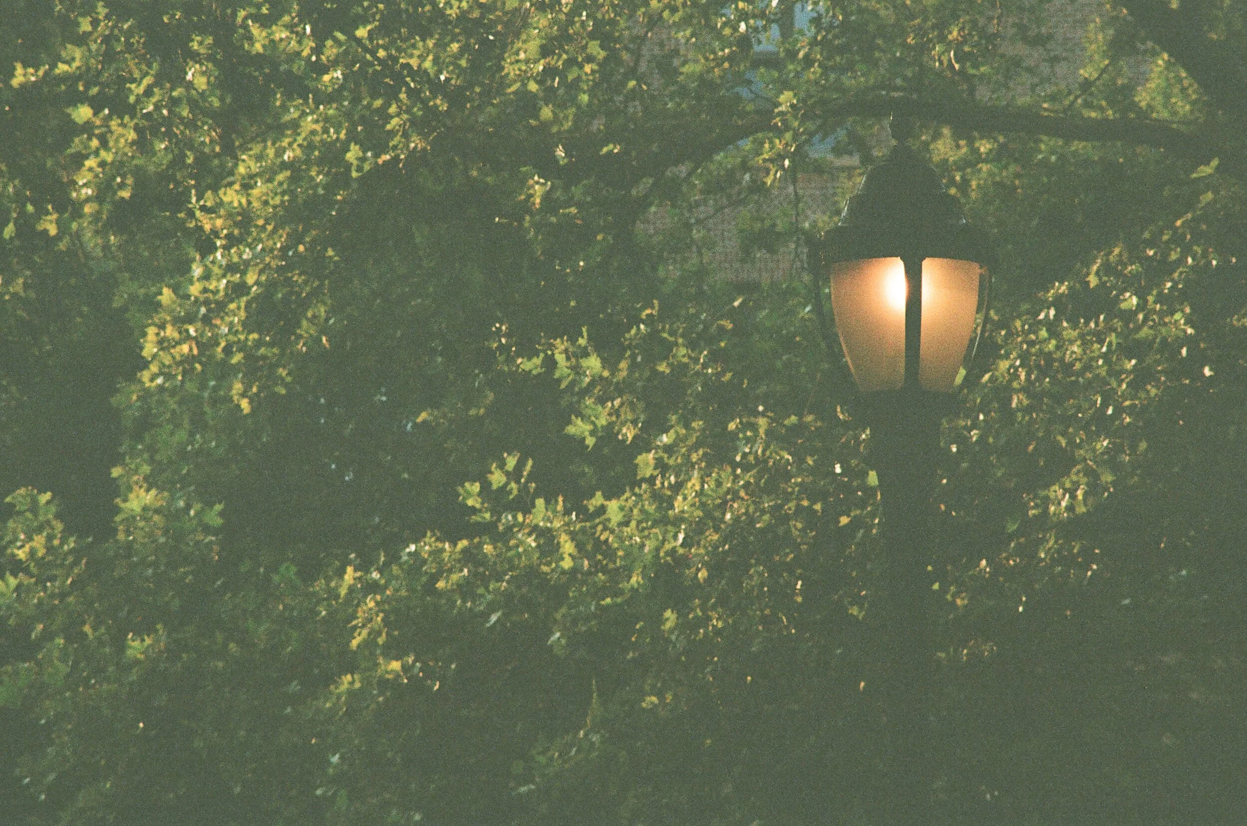 Guiding Light. Harlem, New York.