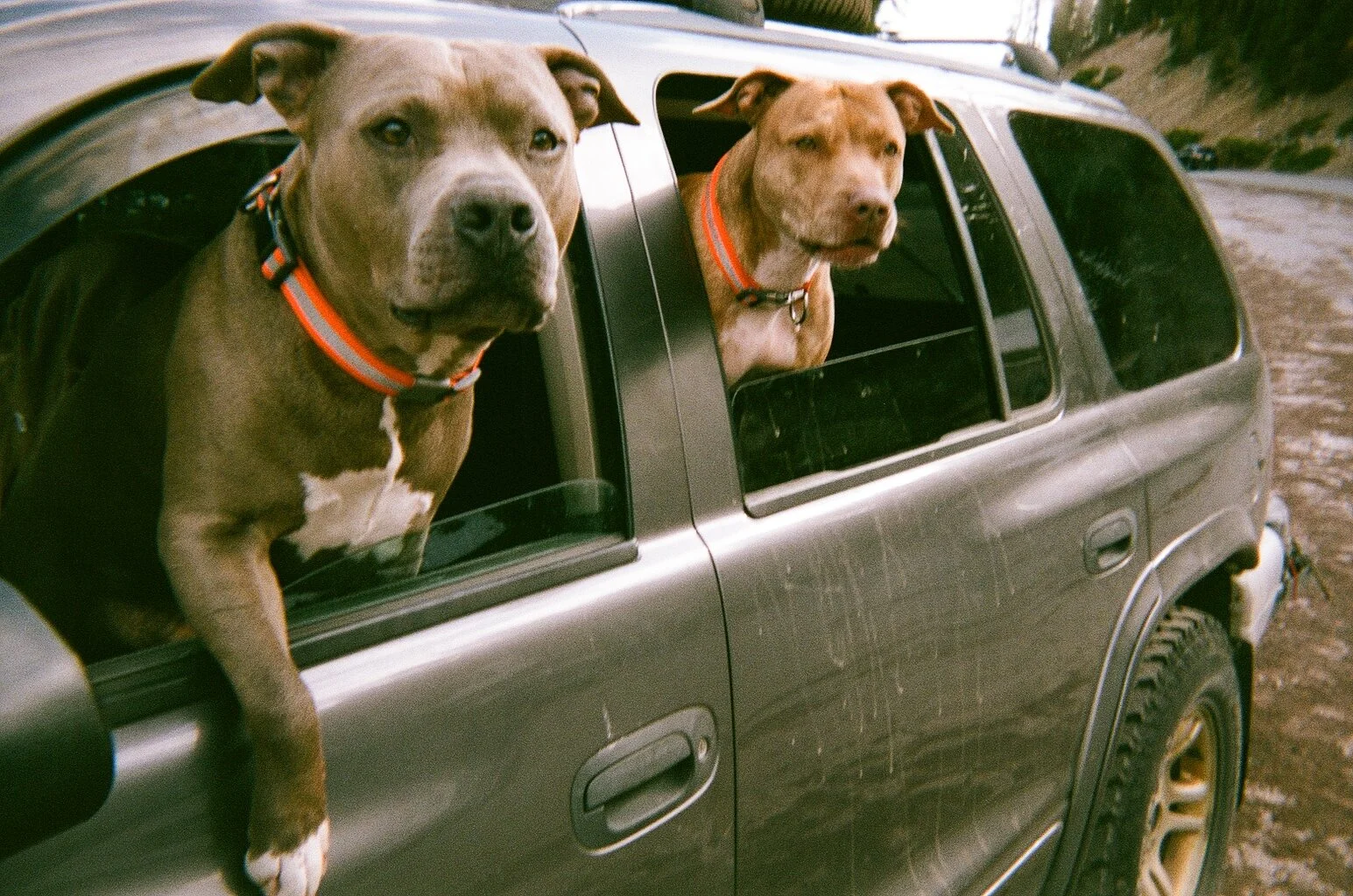 Dawgs. Mount Shasta, California.