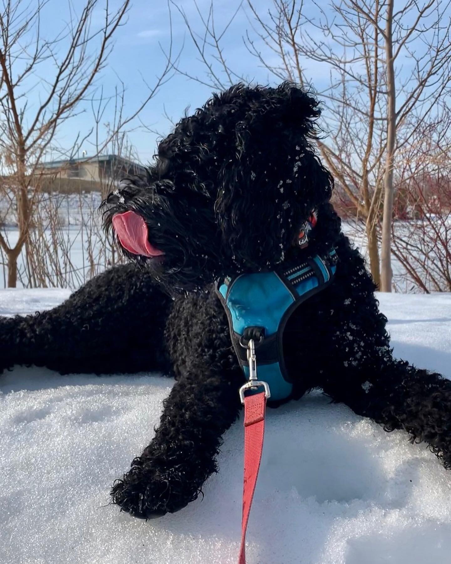 Morning walk with Monte💙Afternoon romp with Winston💙. Not a bad way to start and finish your day! #puppylife #puppyplaytime #barbetpuppy #goldenpuppy #collingwoodontario #bluemountainontario #dogsofcollingwood #dogwalkingadventures #dogwalkinglife 