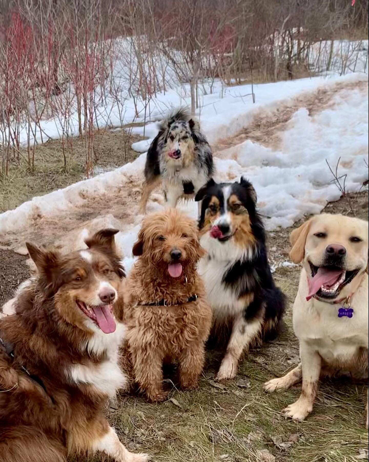 Welcome back Abby! (Yellow Lab). A few new faces to the Wednesday romp made this hike one to remember 😍🤪#yellowlabsofinstagram #labradorable #laboftheday #aussies #aussieshepherds #countrydoodle #cockapoo #dogwalkingadventures #traildogs #hikingdog