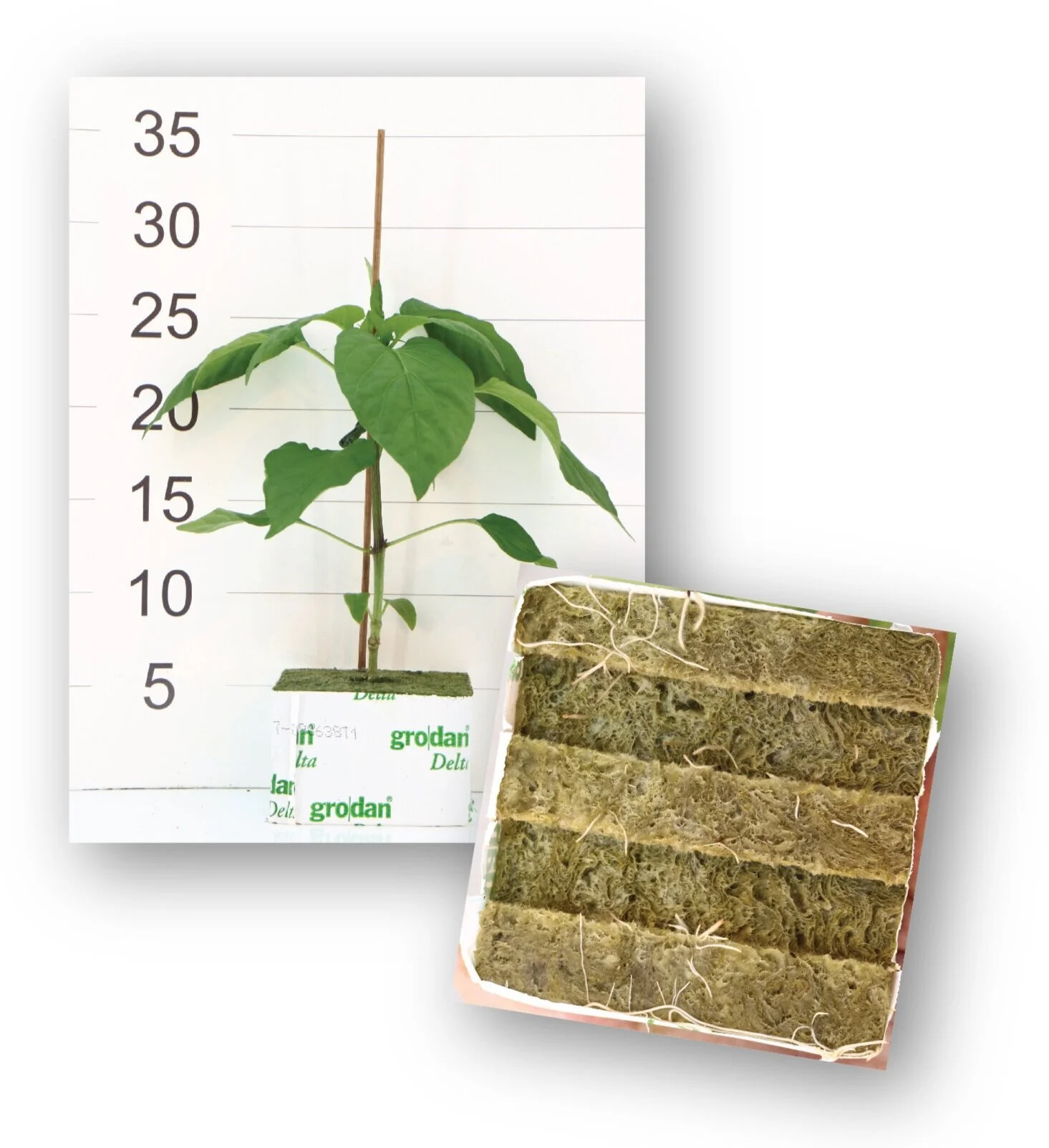 Propagation & Grafted Products — Ontario Plants Propagation