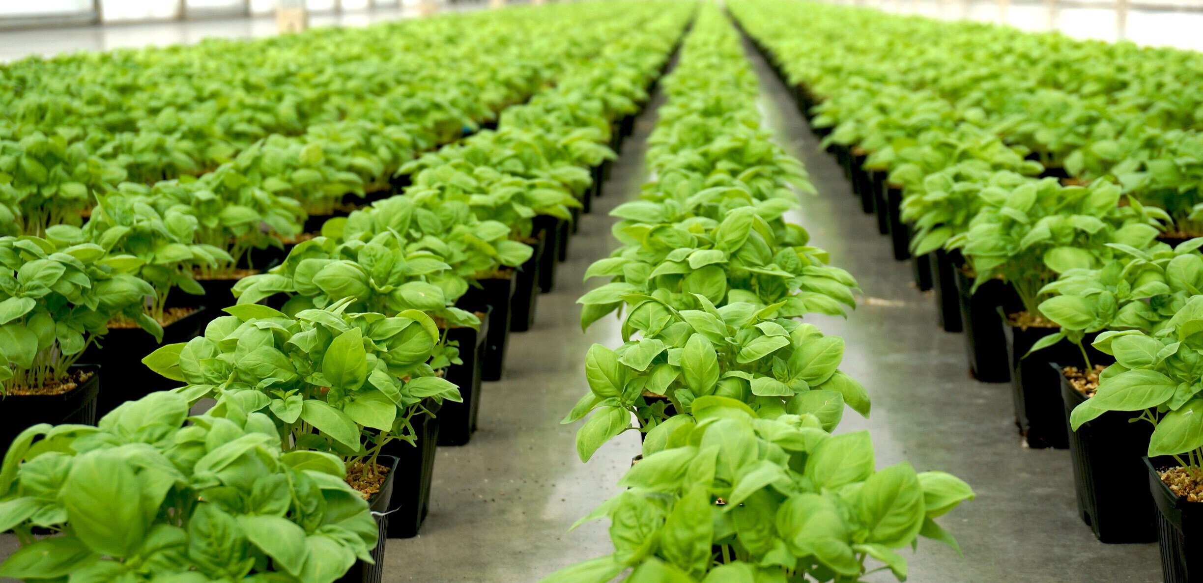 Certifications — Ontario Plants Propagation