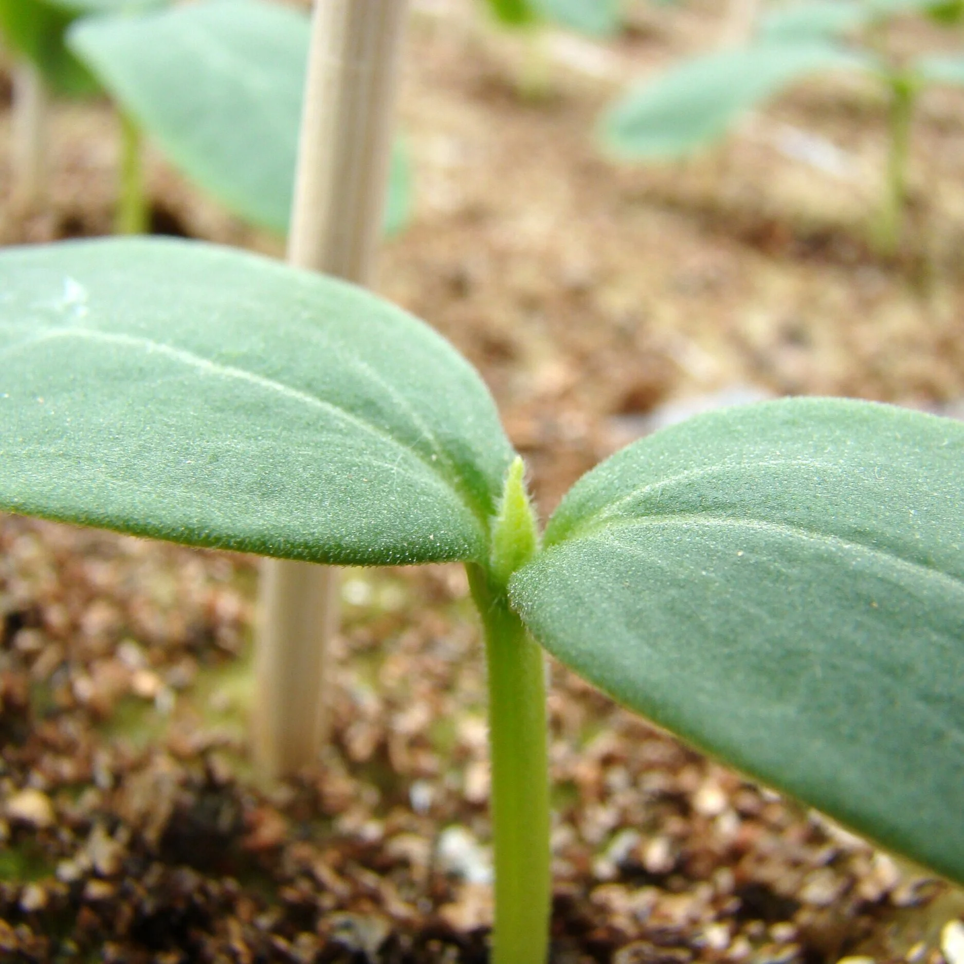 Logistics — Ontario Plants Propagation