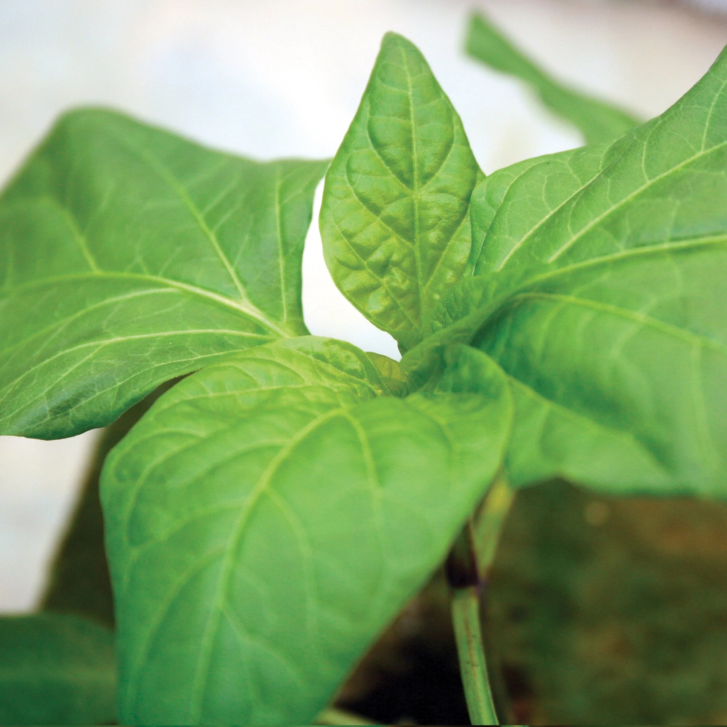 Logistics — Ontario Plants Propagation