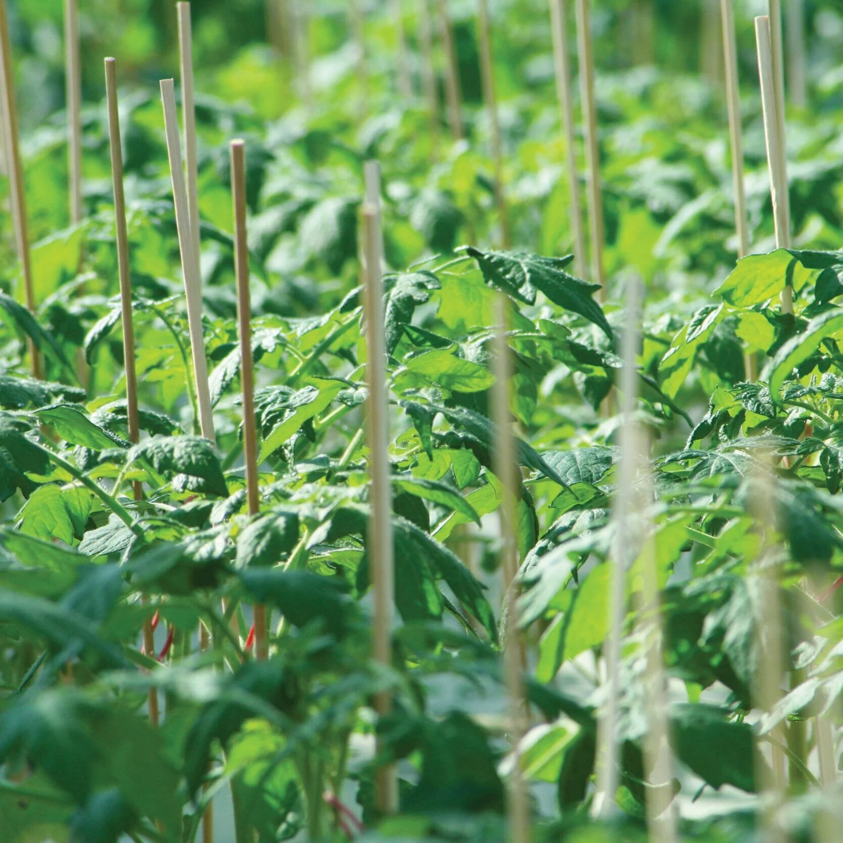 Logistics — Ontario Plants Propagation